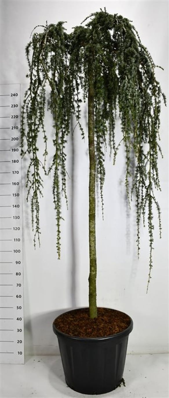 Cedrus atlantica 'Glauca Pendula'