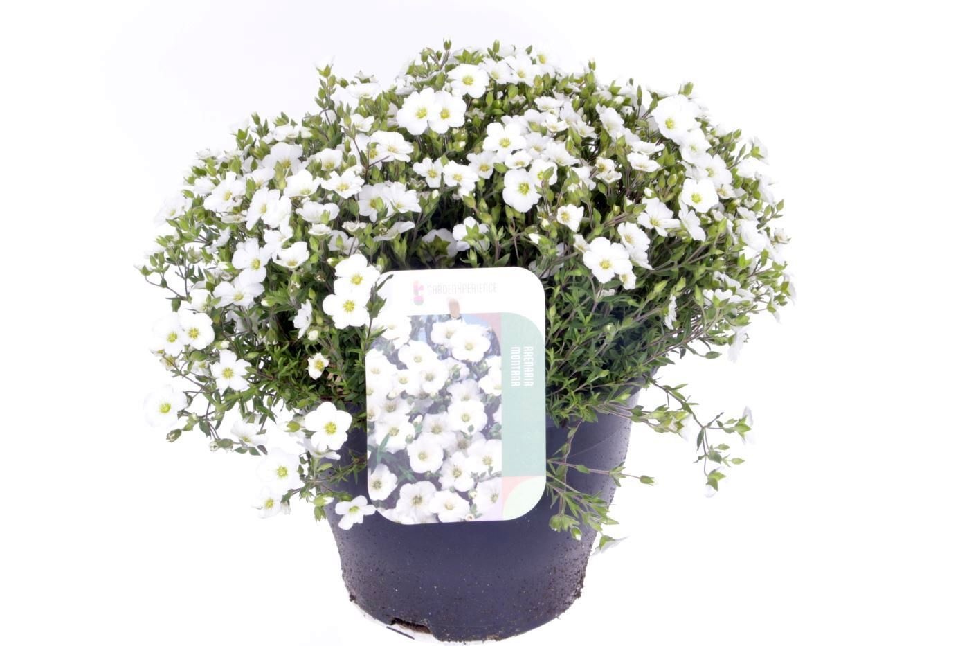 Arenaria montana