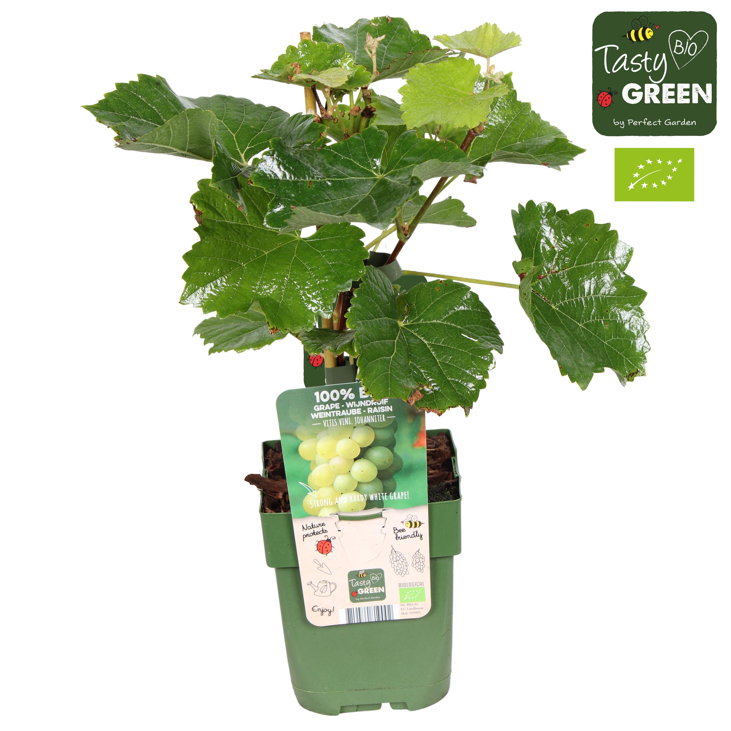 Picture of Vitis vinifera Johanniter P13 organic