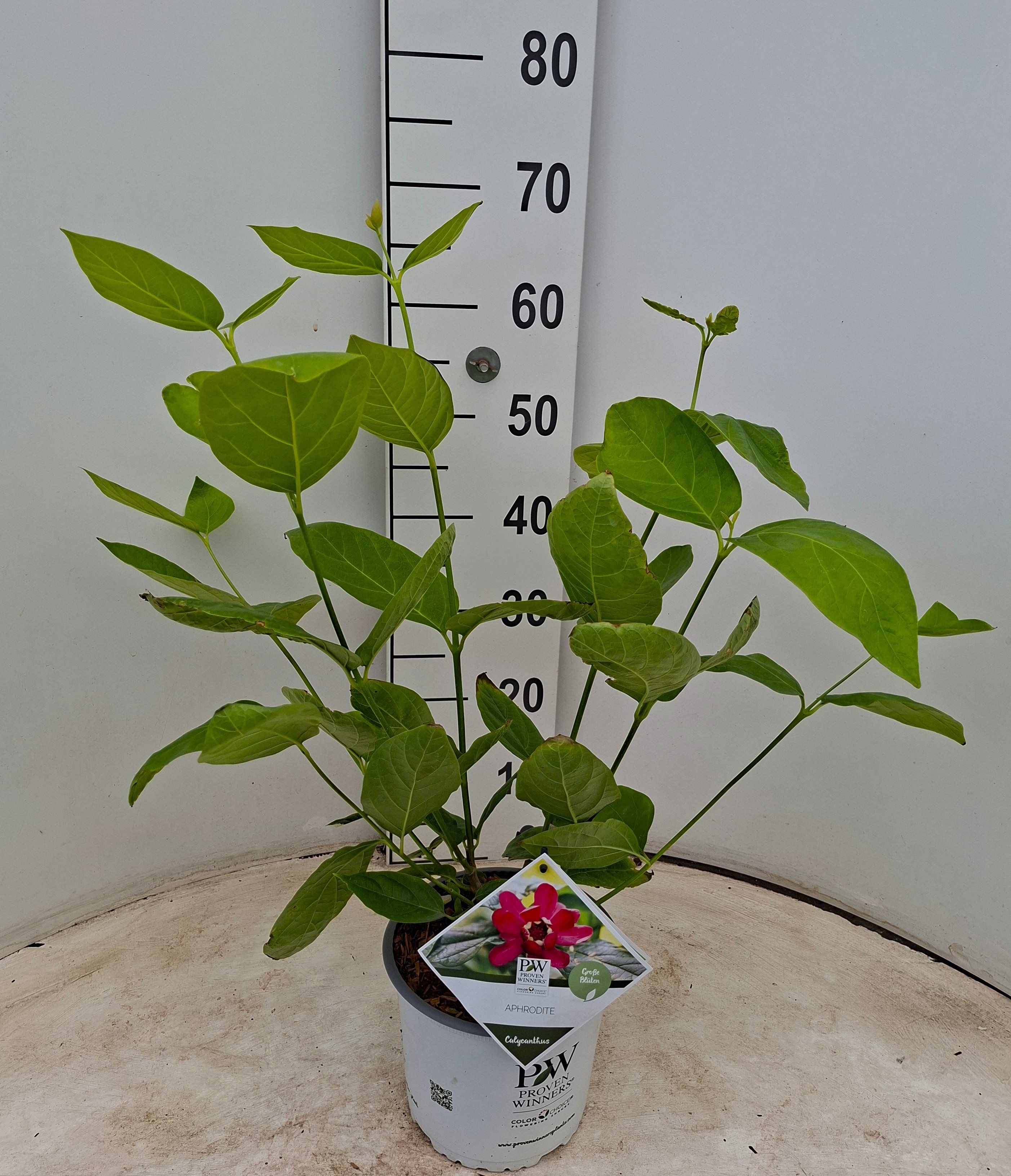 Calycanthus raulstonii 'Aphrodite'* PW