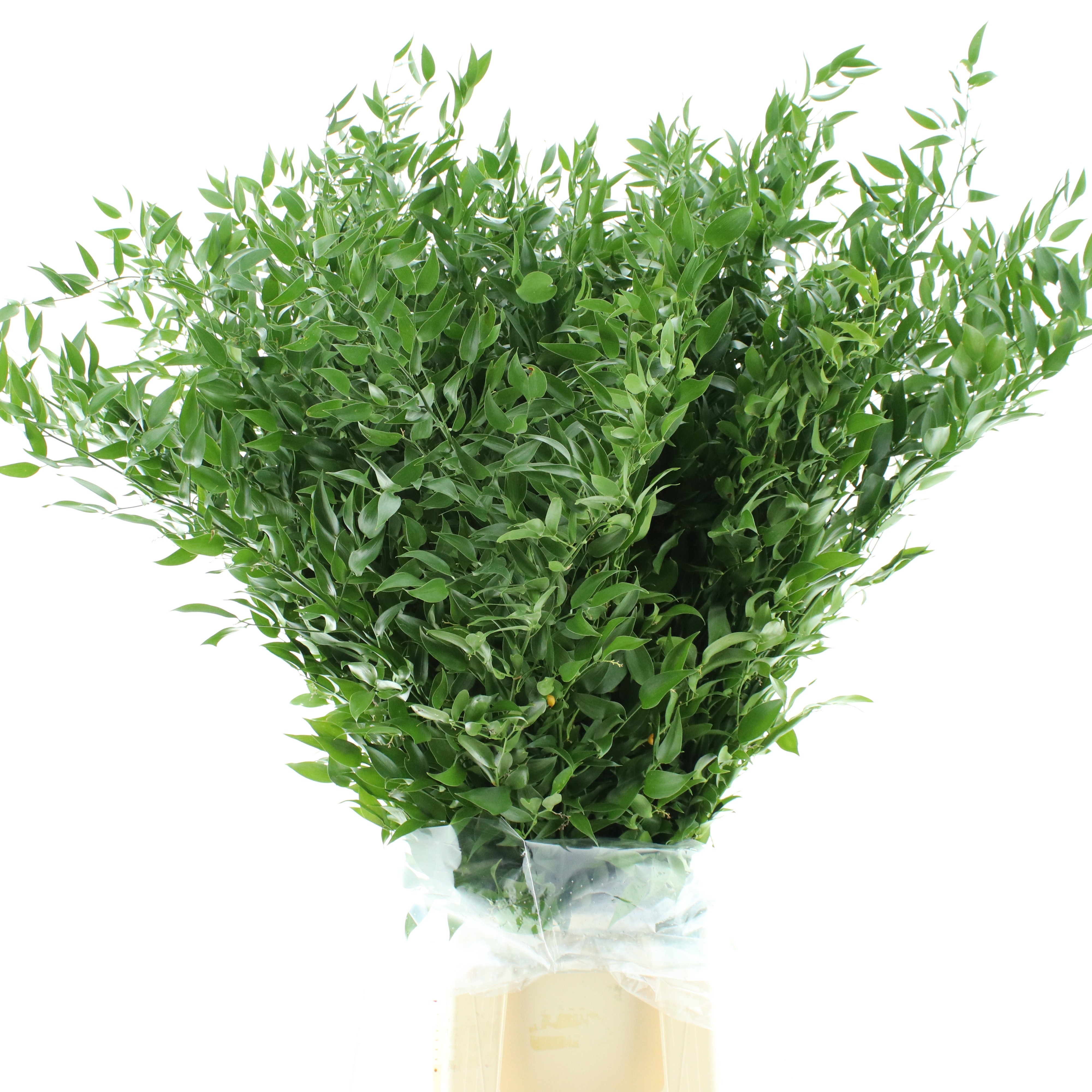 Ruscus Aculeatus Bs