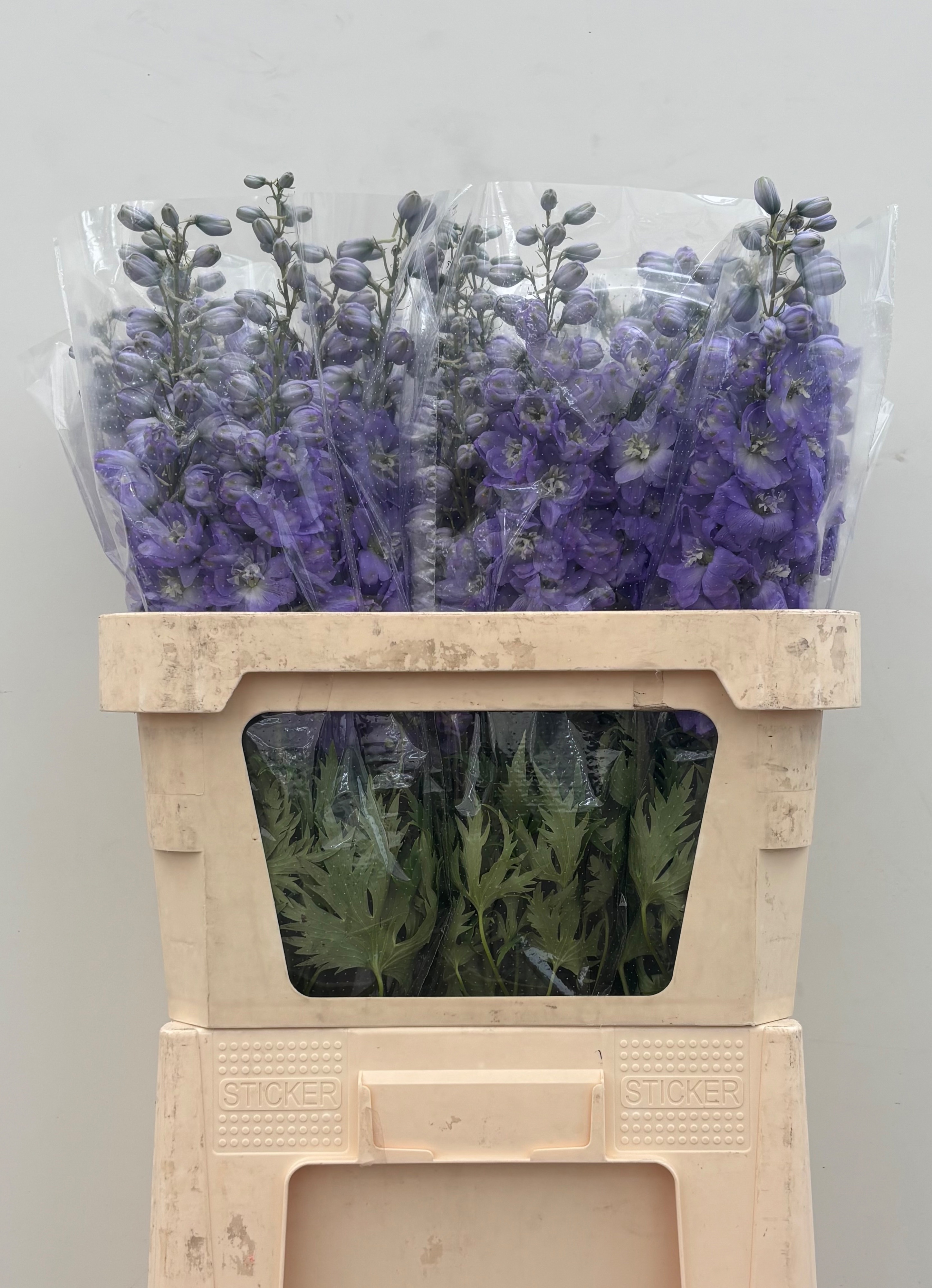 Delphinium El Double Dewi Impress 80cm