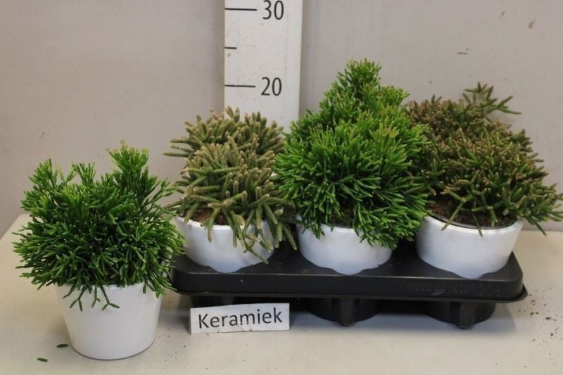 Rhipsalis Gemengd 510Ø 20cm