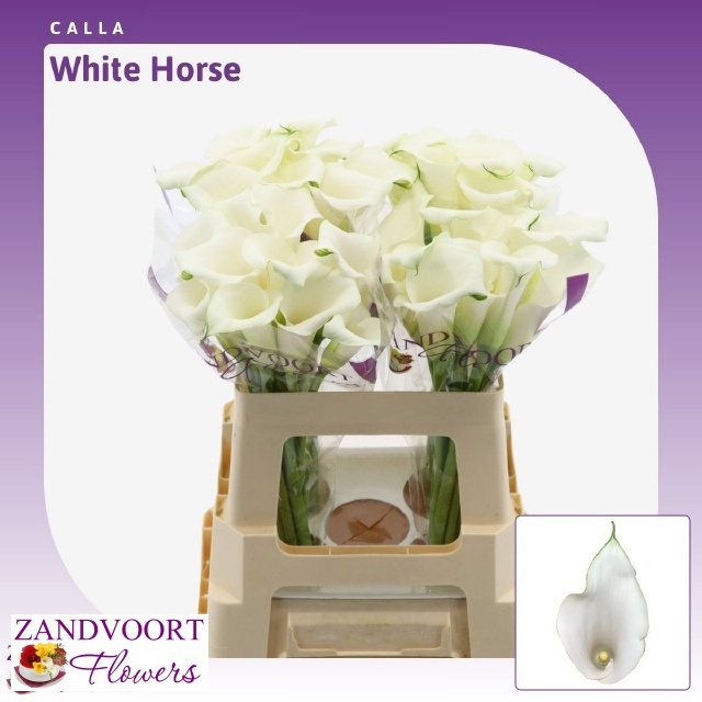Zant Whitehorse