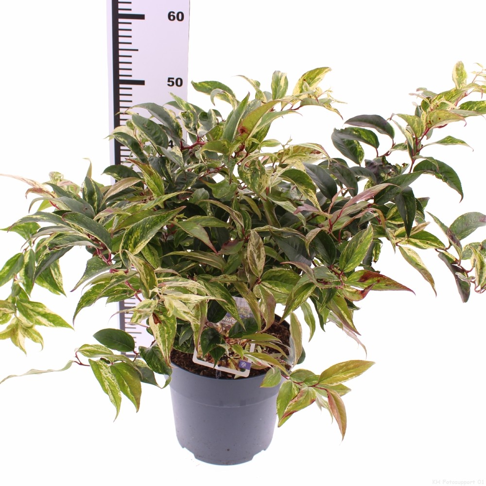 Picture of Leucothoe walteri Rainbow P21 (4 Ltr) (LOOSE)