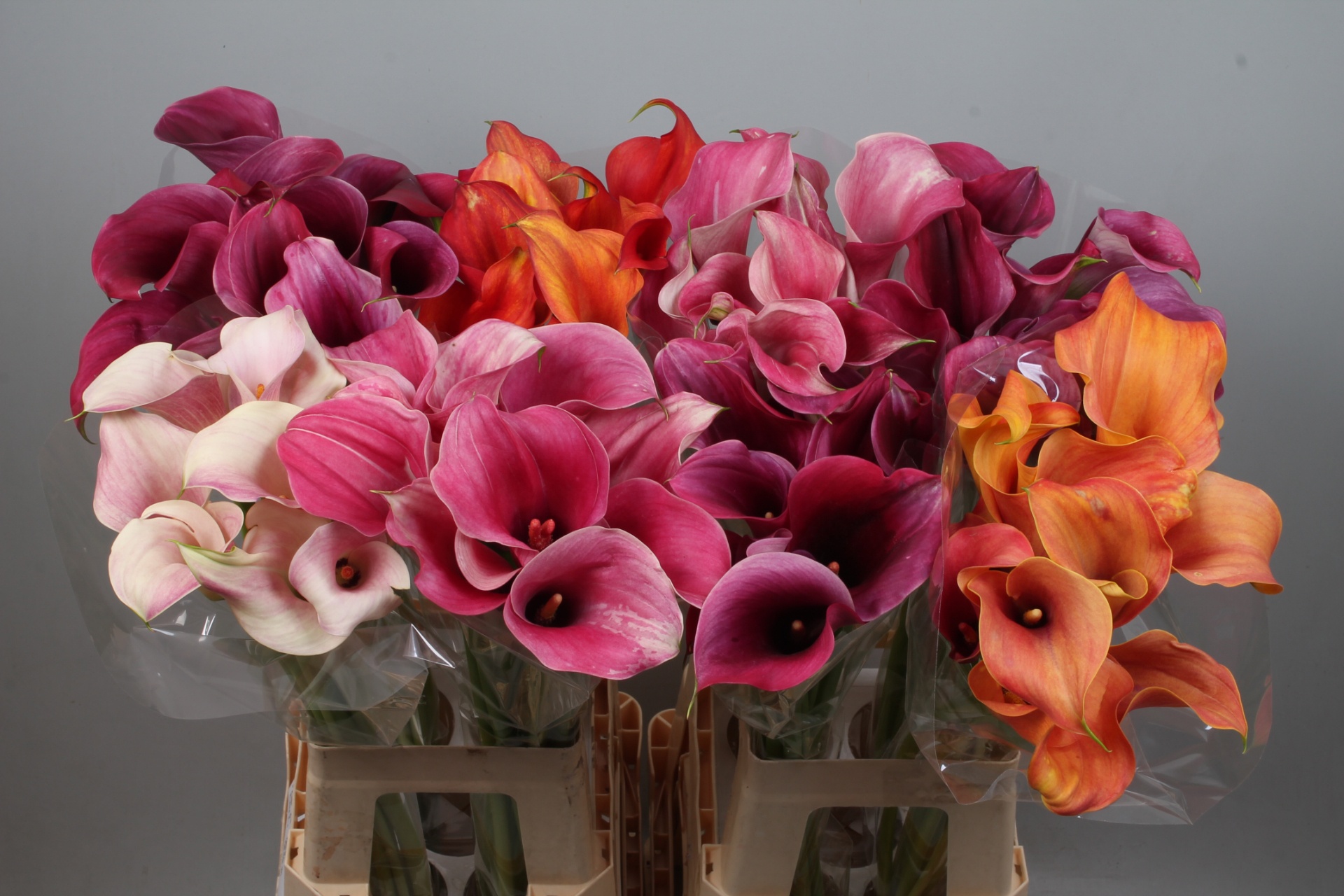 Calla Assorted 70cm