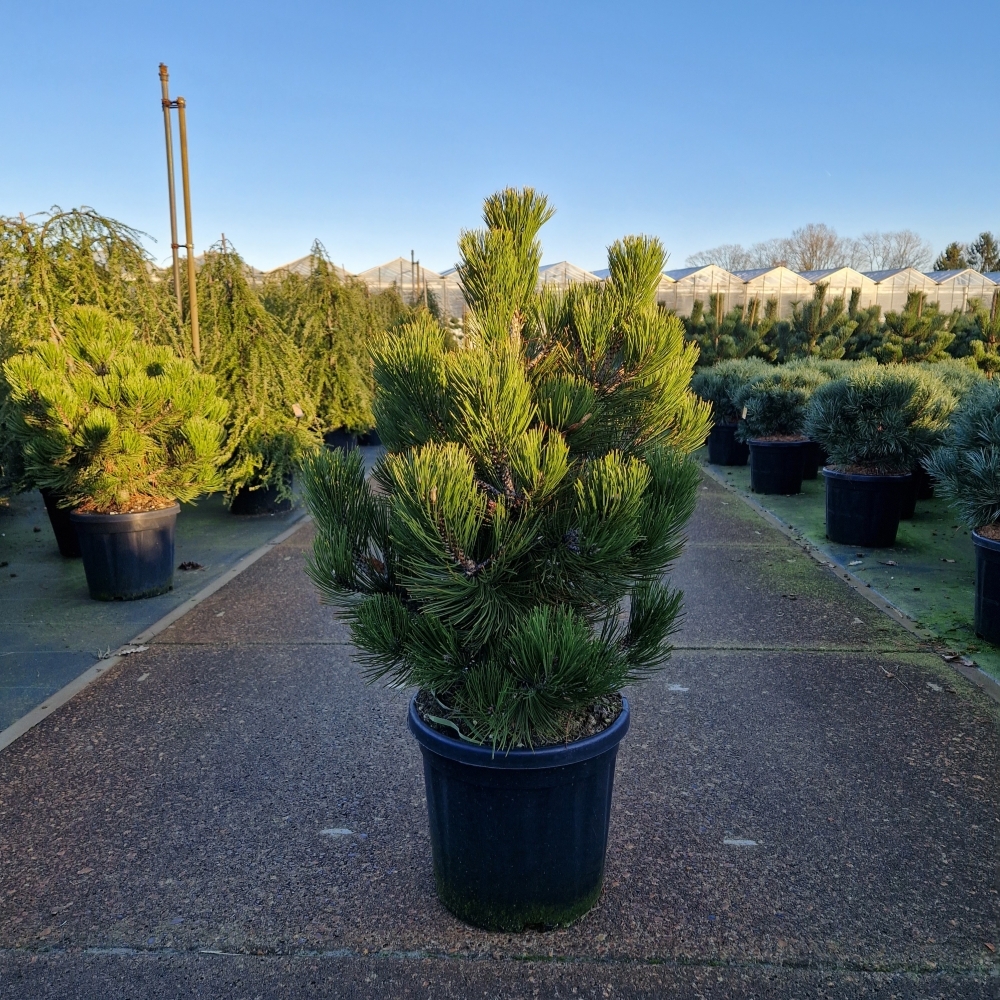 Picture of Pinus leucodermis Compact Gem C12 50/+