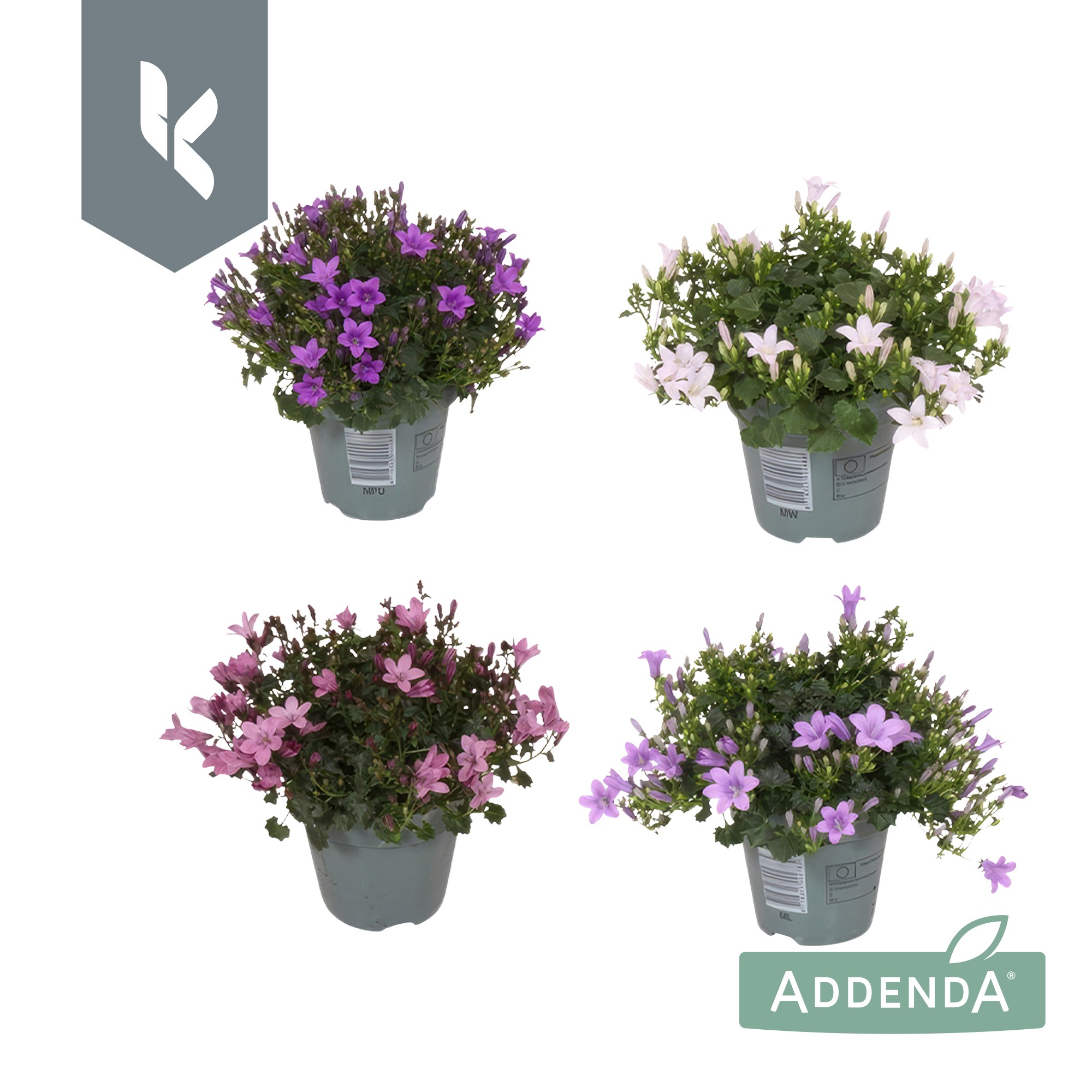 Picture of Campanula Ambella mix shelf 3 colours P10.5