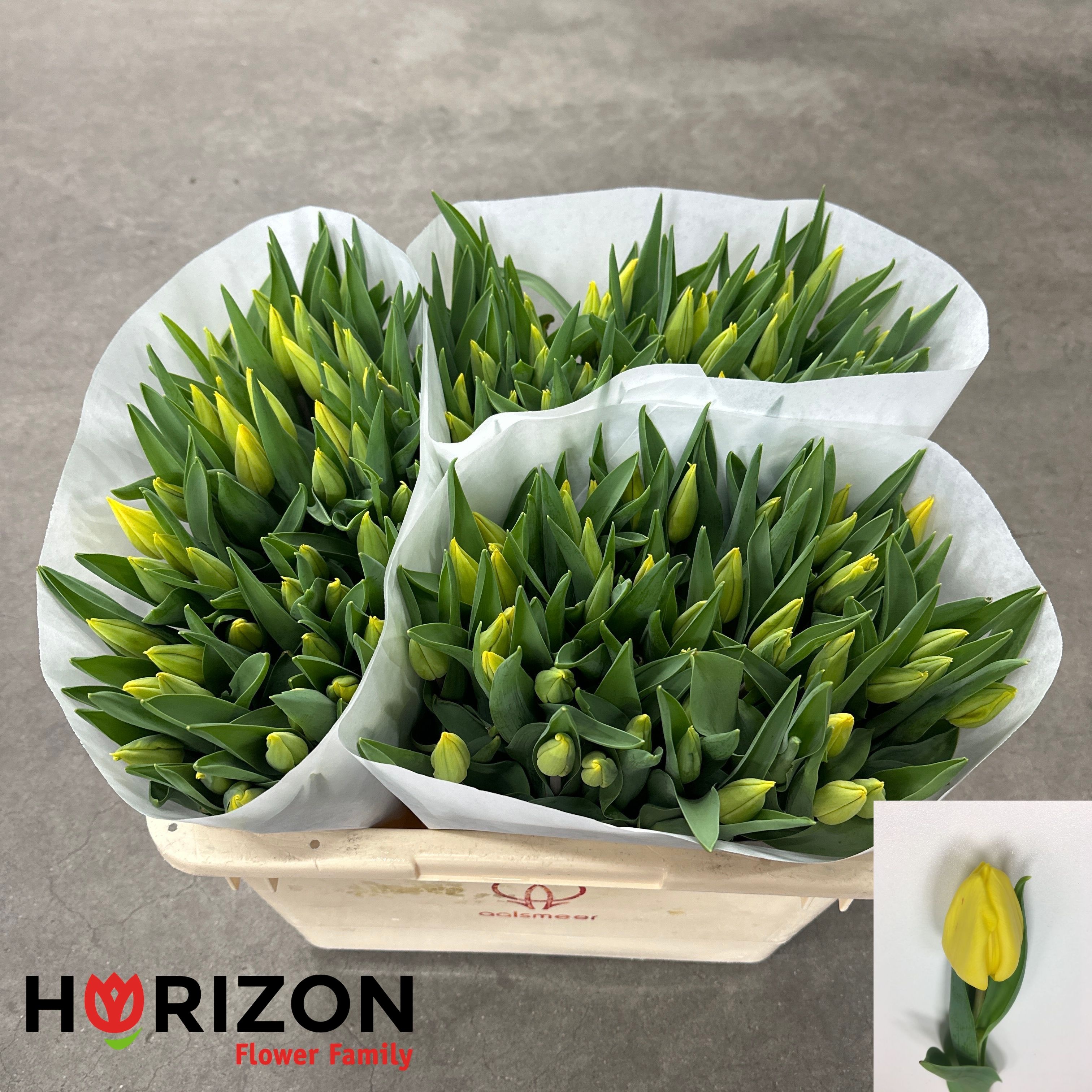 Tulipa Strong Gold 40cm 28gram