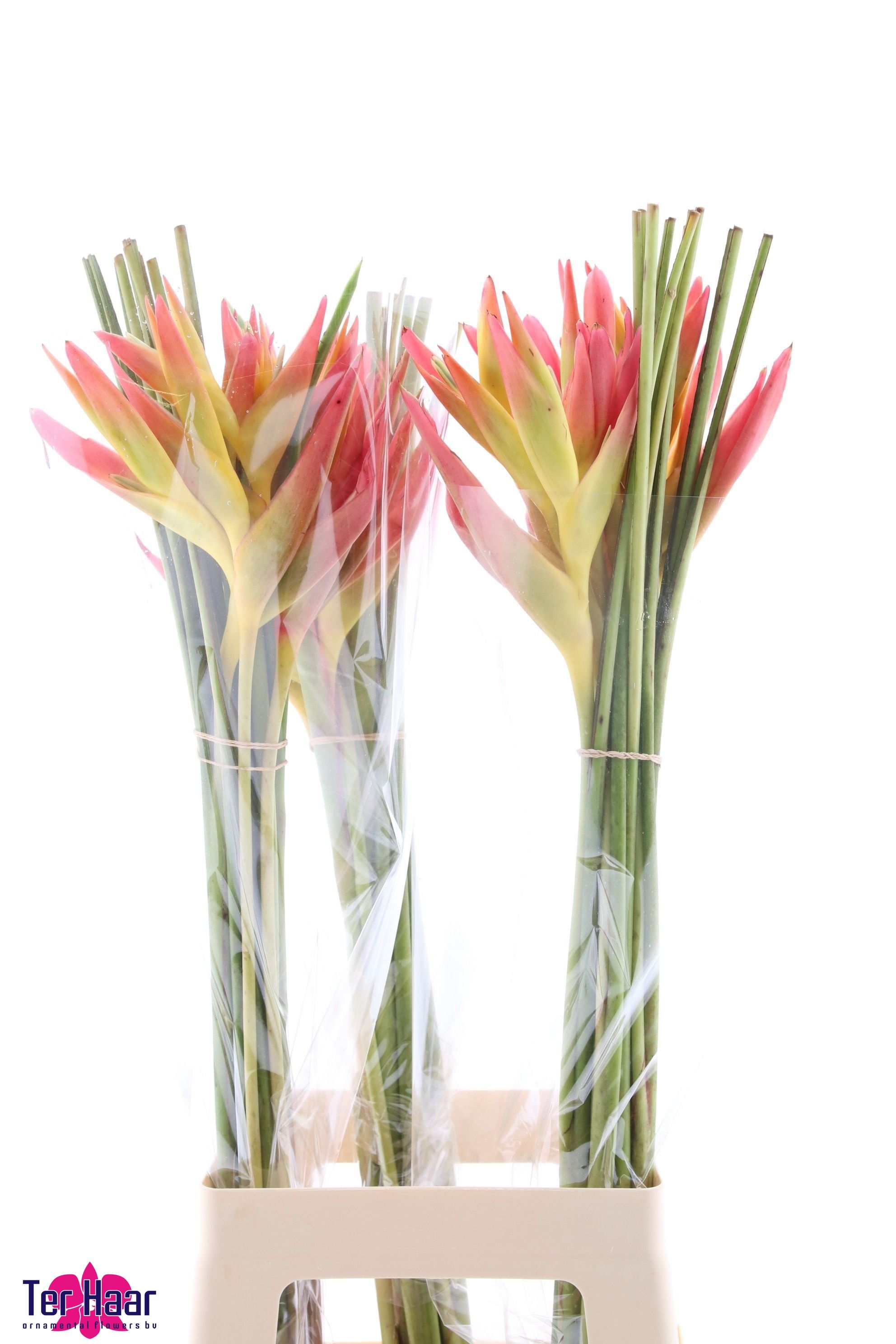 Heliconia Bq 3 80cm