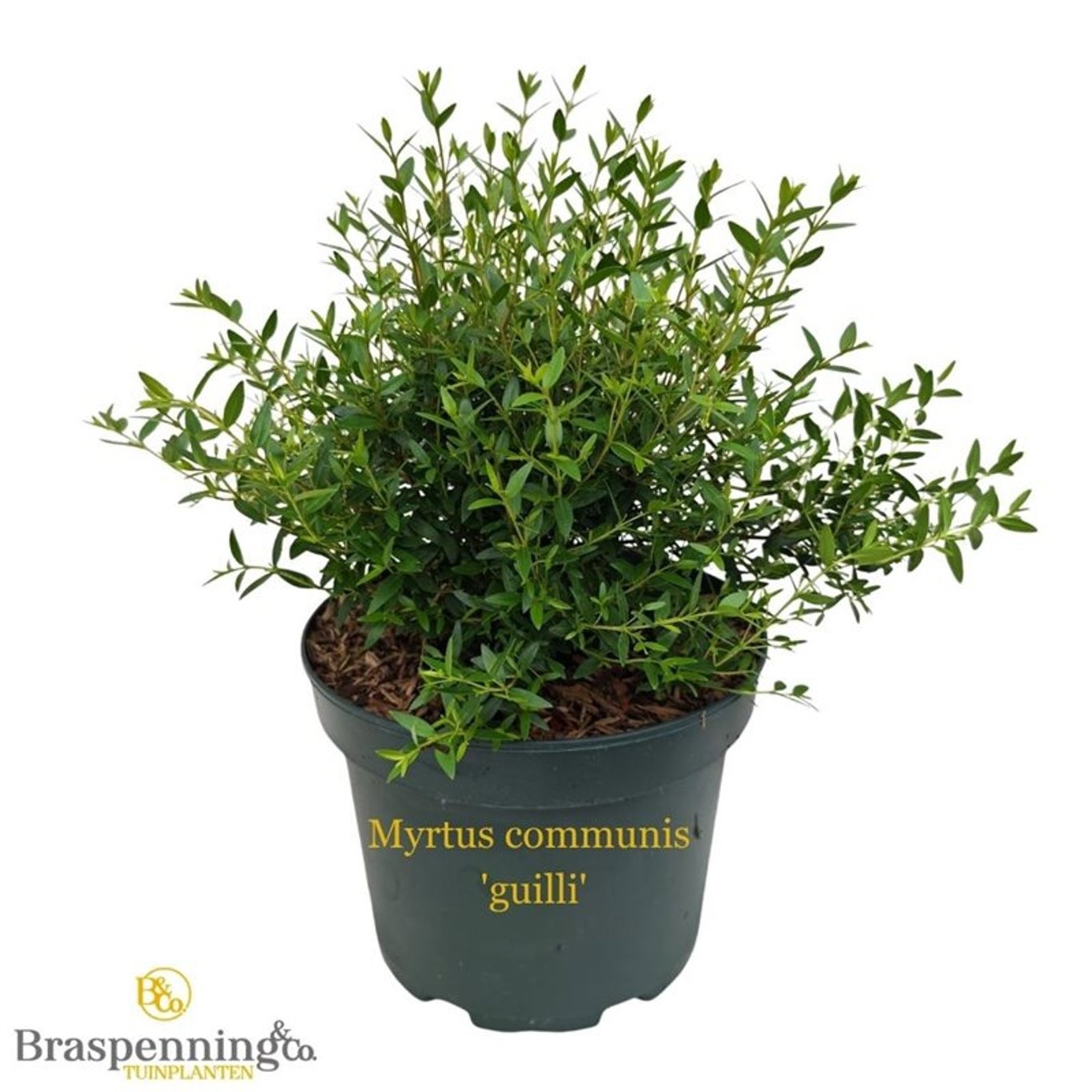 Myrtus communis 'guilli'