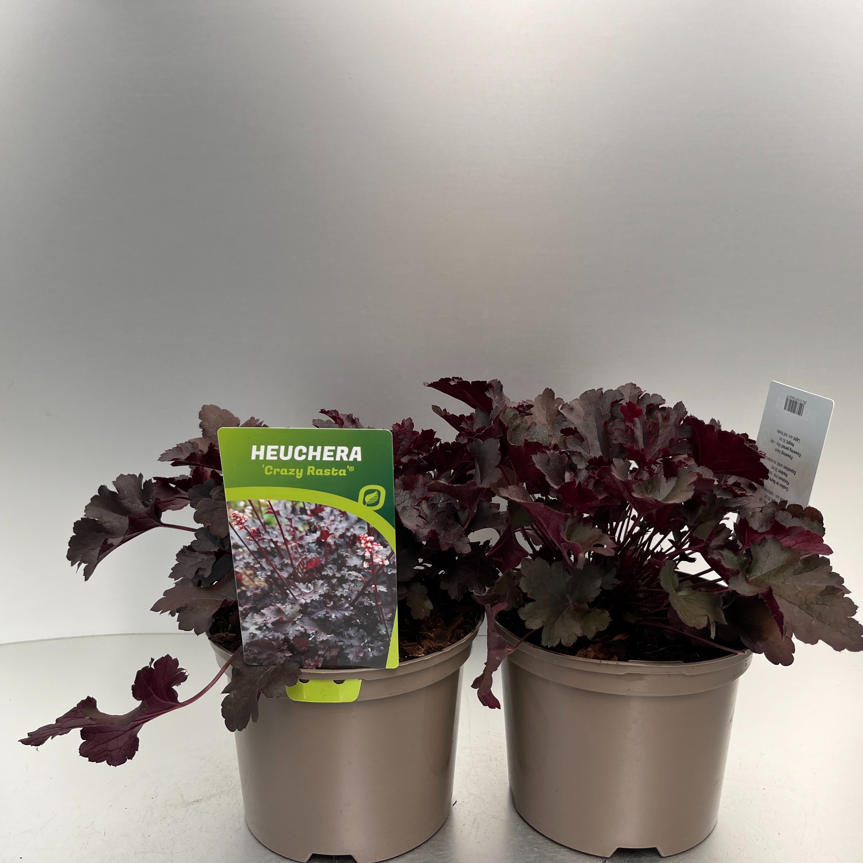 Picture of Heuchera Crazy Rasta P17 (2 Ltr)