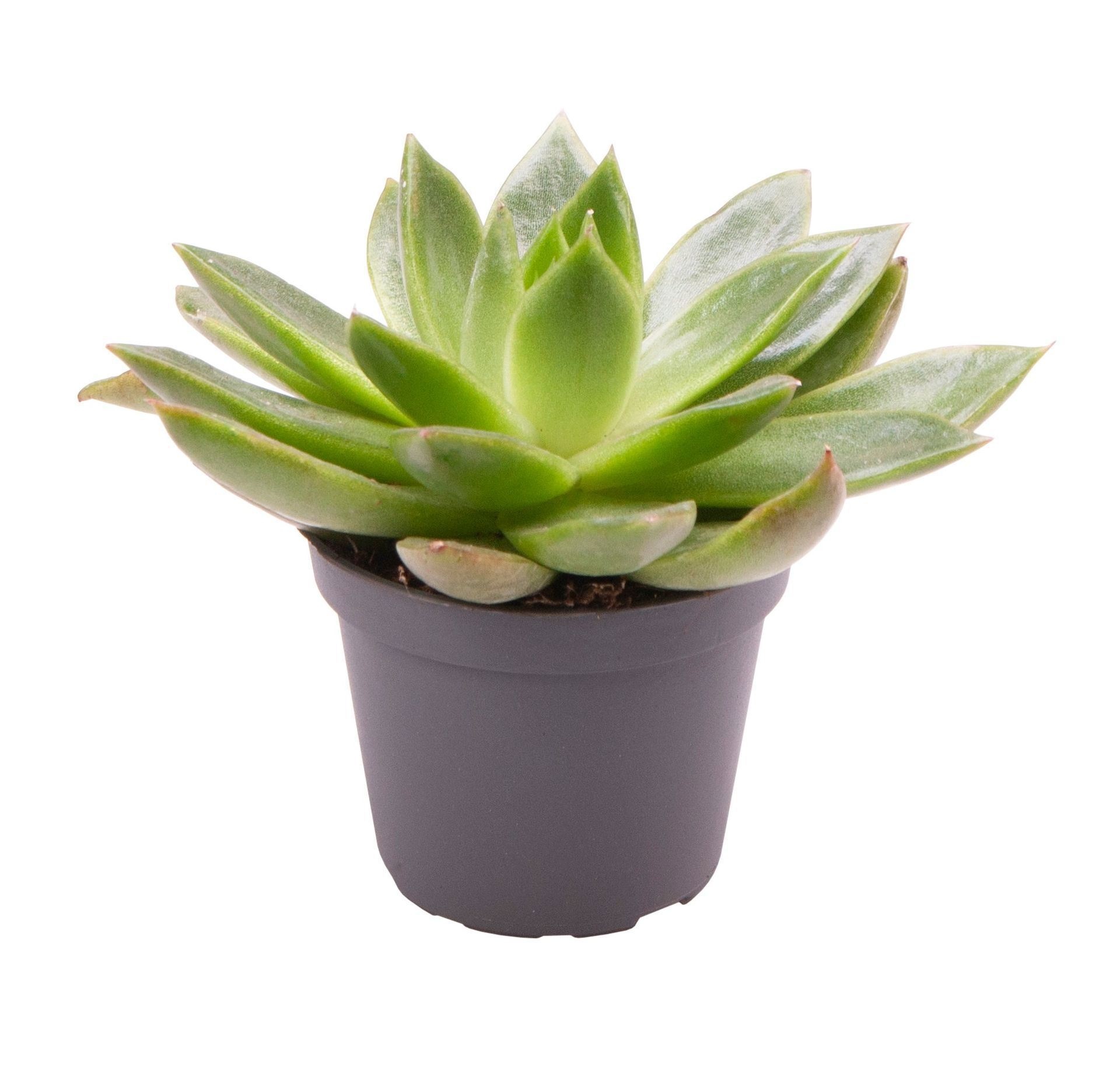 Echeveria agavoides