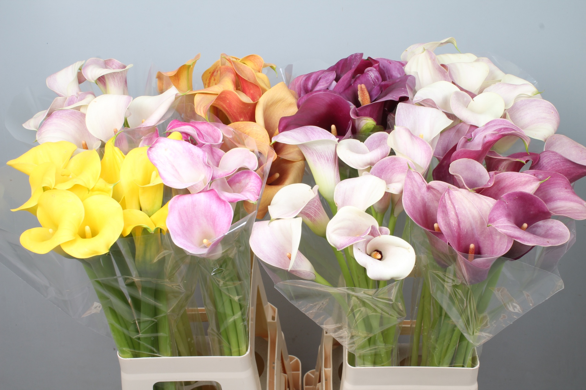 Calla Assorted 70cm