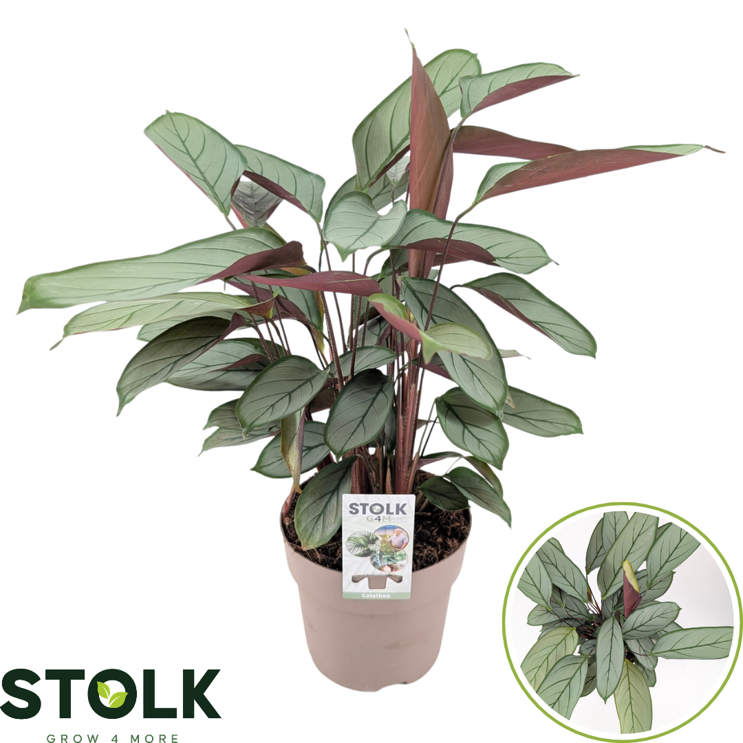 Ctenanthe setosa 'Green Flag'