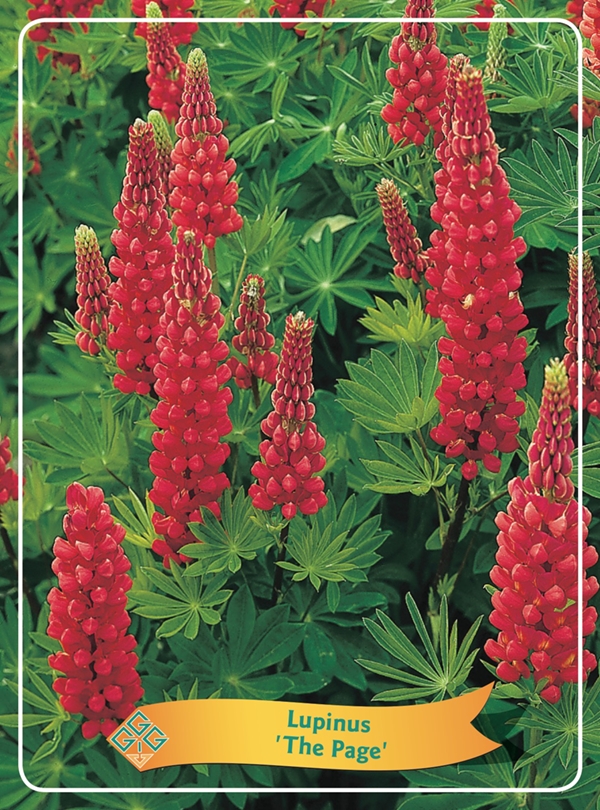 Picture of Lupinus Mix 6x10 srt. per shelve P11