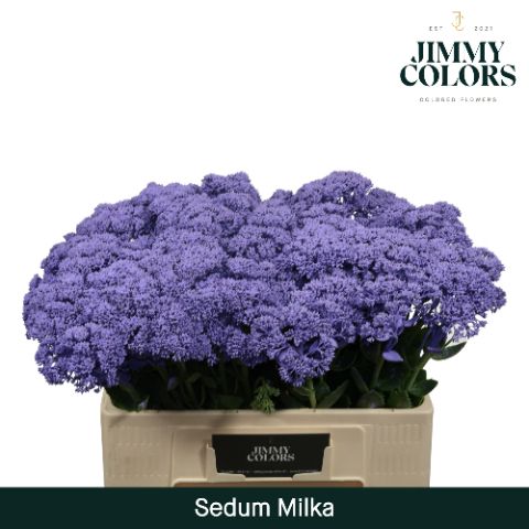 Sedum L55 Milka