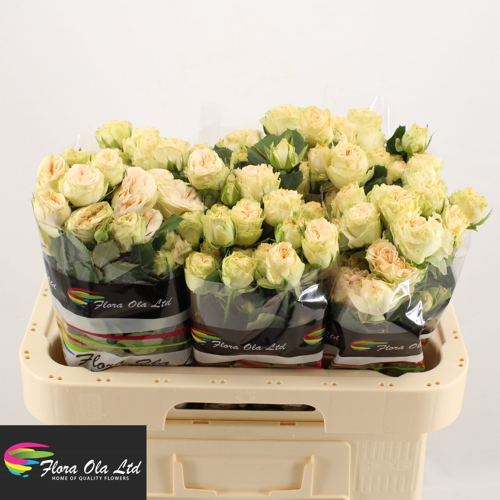 Rosa Spr Summerose 60cm