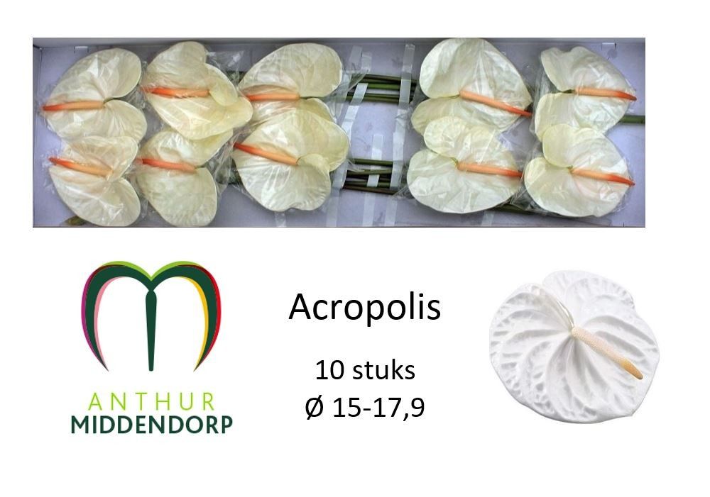 Anth A Acropolis