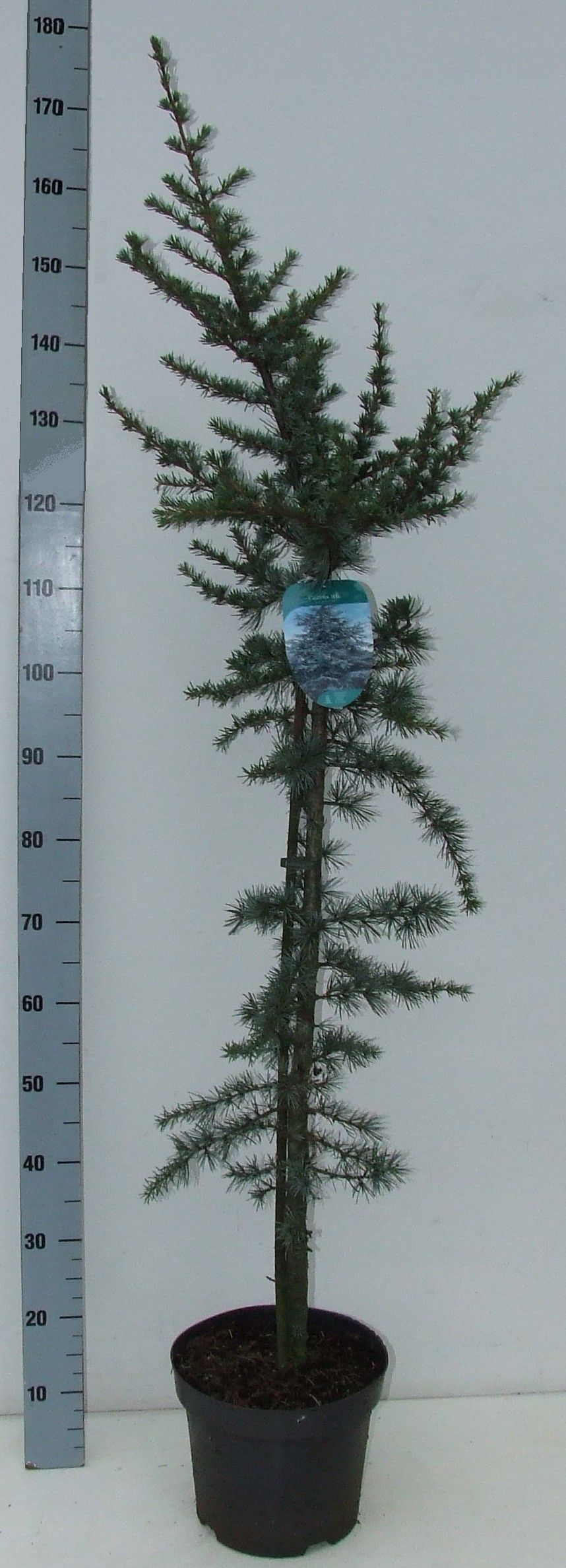 Cedrus libani 'Glauca'