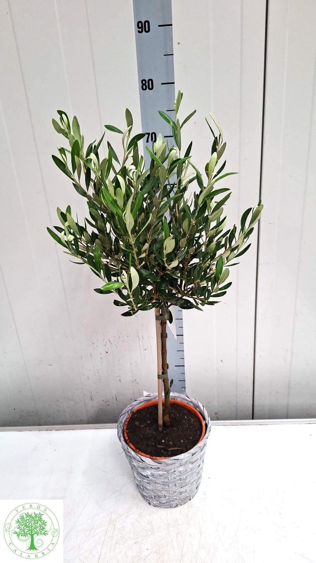 Olea Europaea 20Ø 70cm