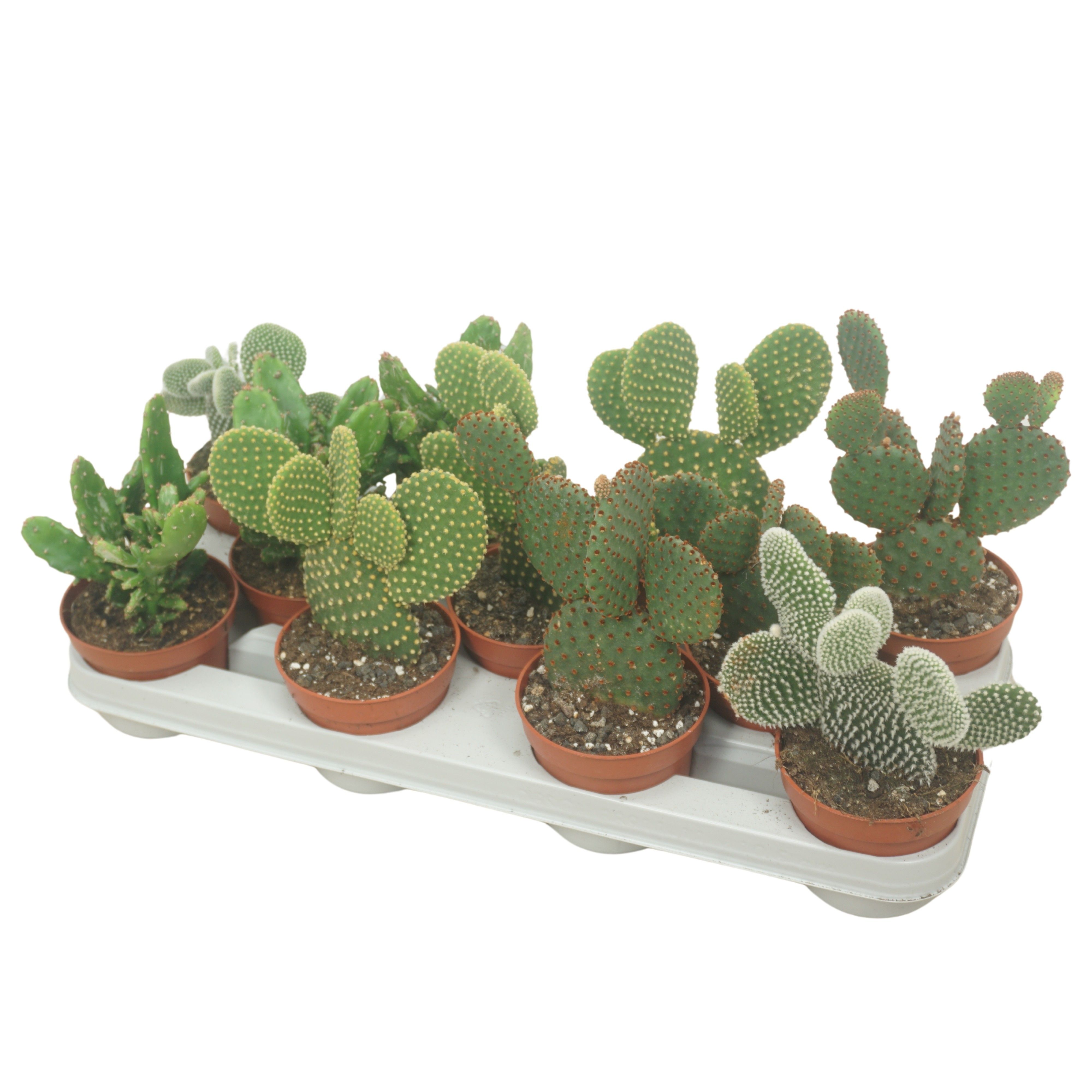 Opuntia mix