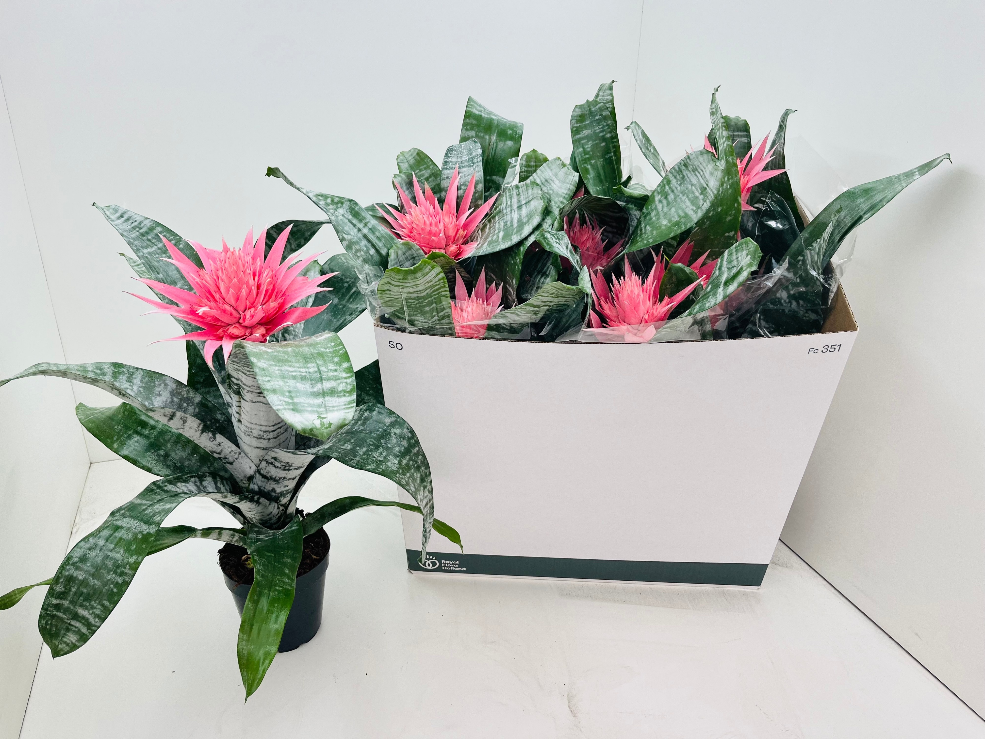 Aechmea fasciata 'Primera' - Kokerbromelia