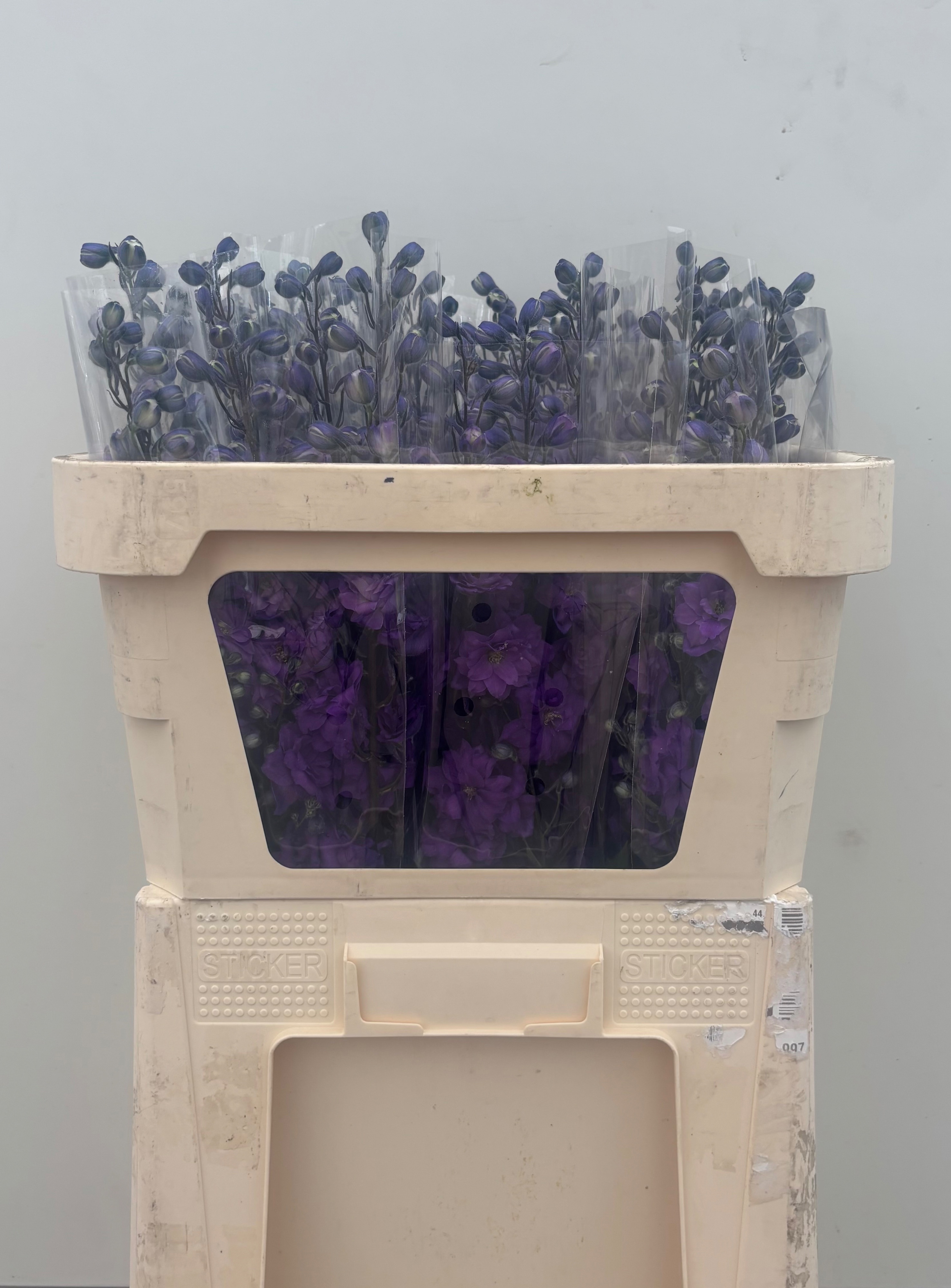 Delphinium El Double Dev Purple Heart 70cm