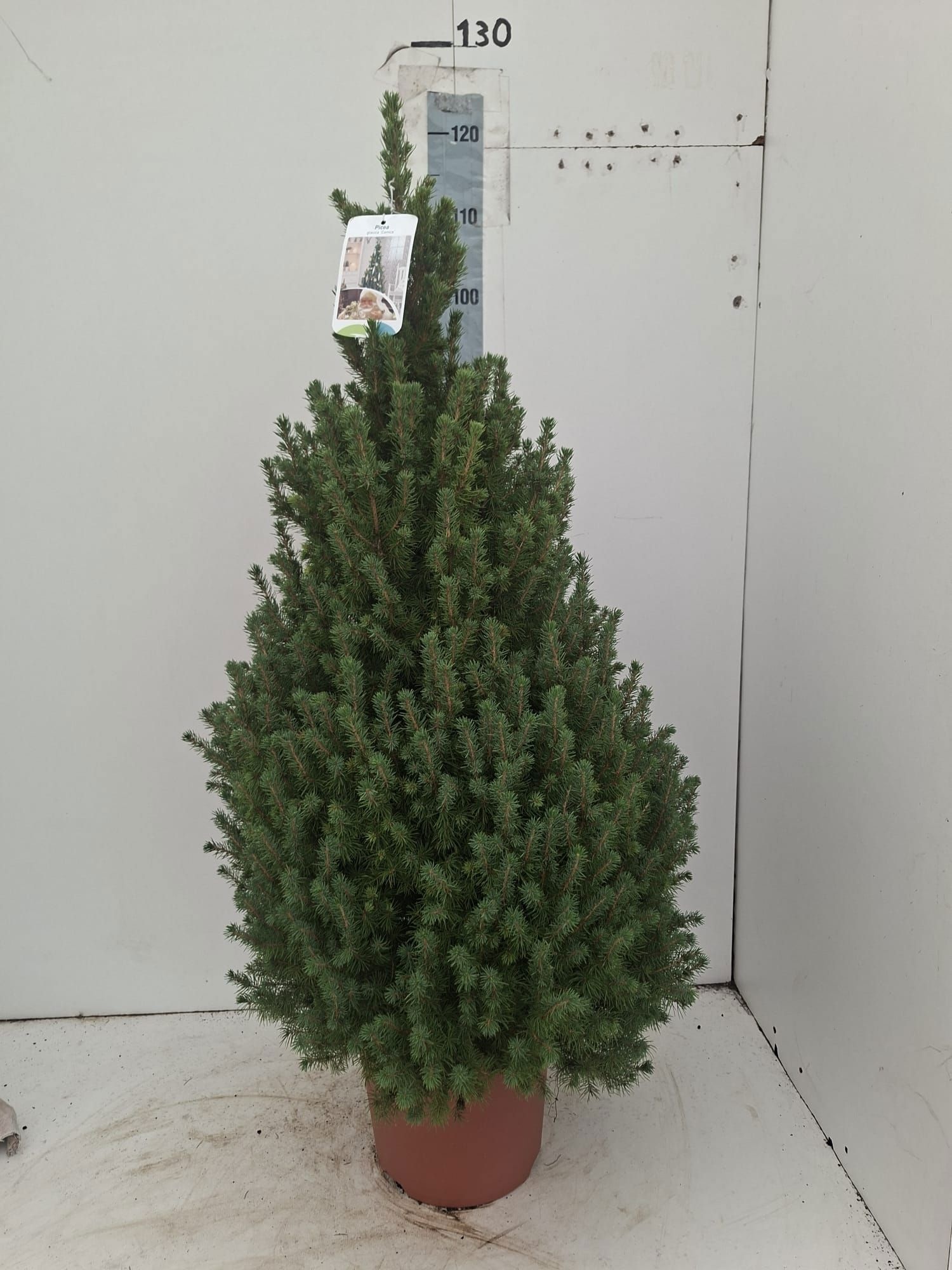 Picea Gl Conica 26P 120H