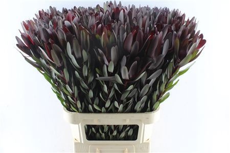 Leucadendron Safari Sunset 90cm