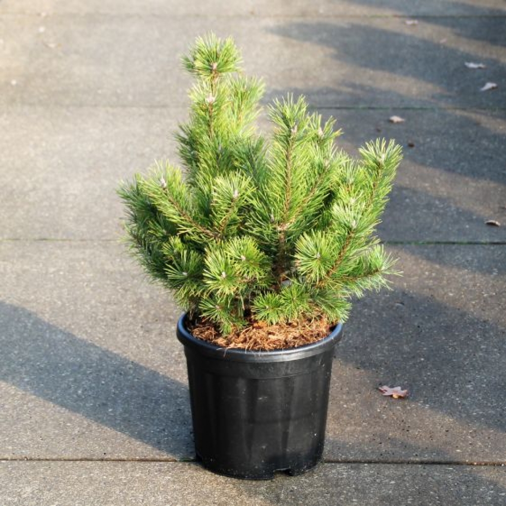 Picture of Pinus mugo Gnom C11 35/40