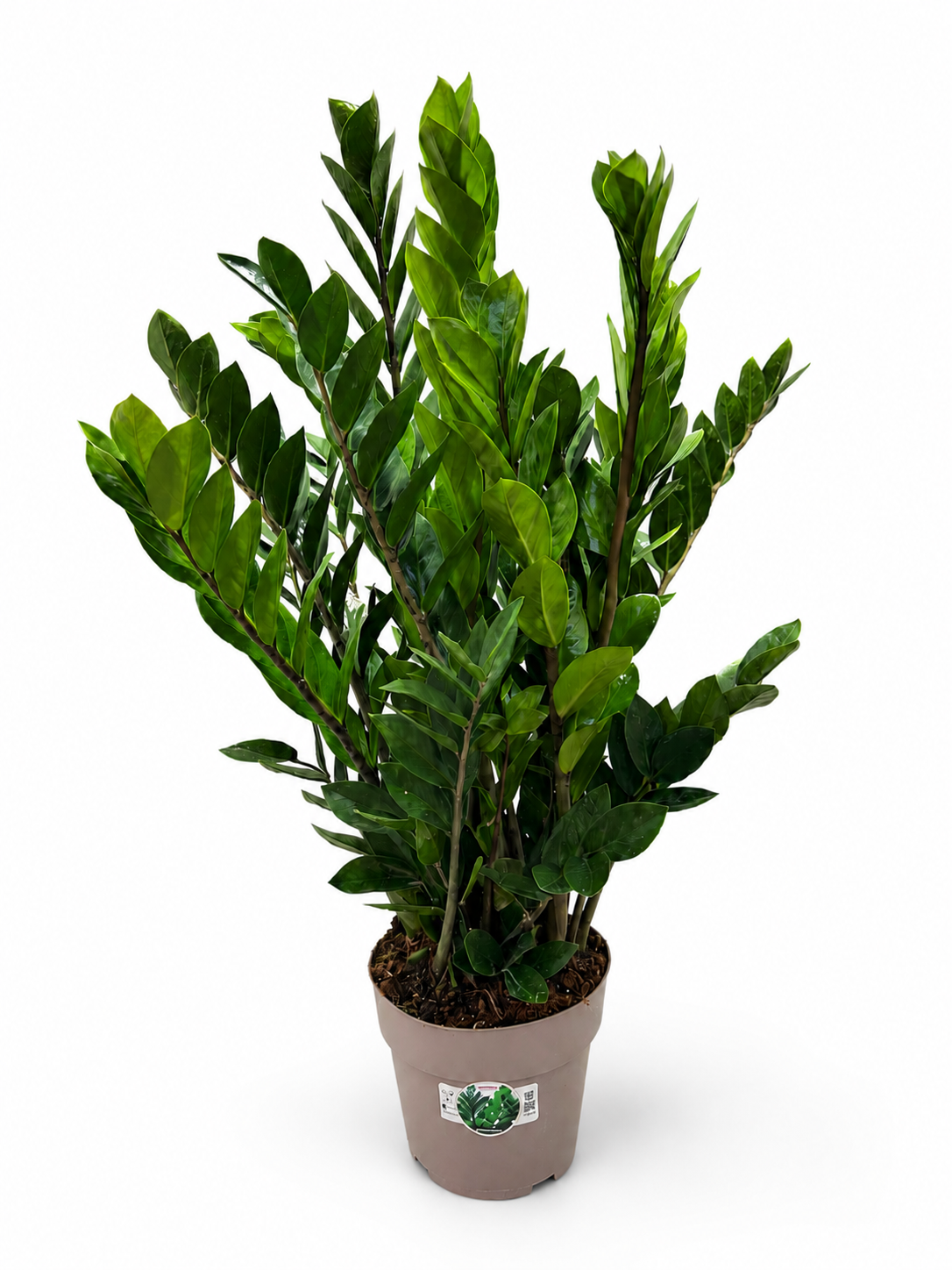 Zamioculcas 12+ veren