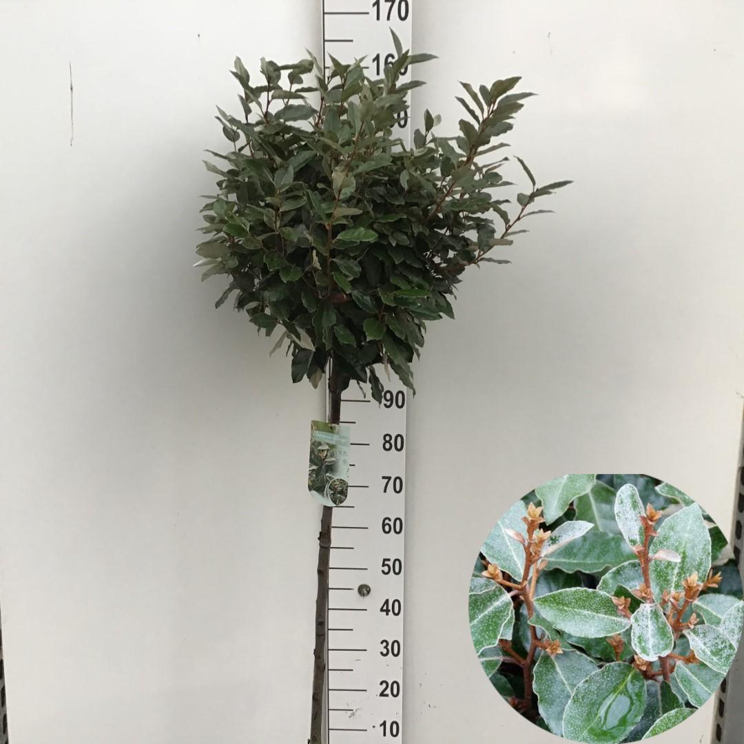 Picture of Elaeagnus ebb. Compacta P26 (7.5 Ltr) 90/STD (LOOSE)