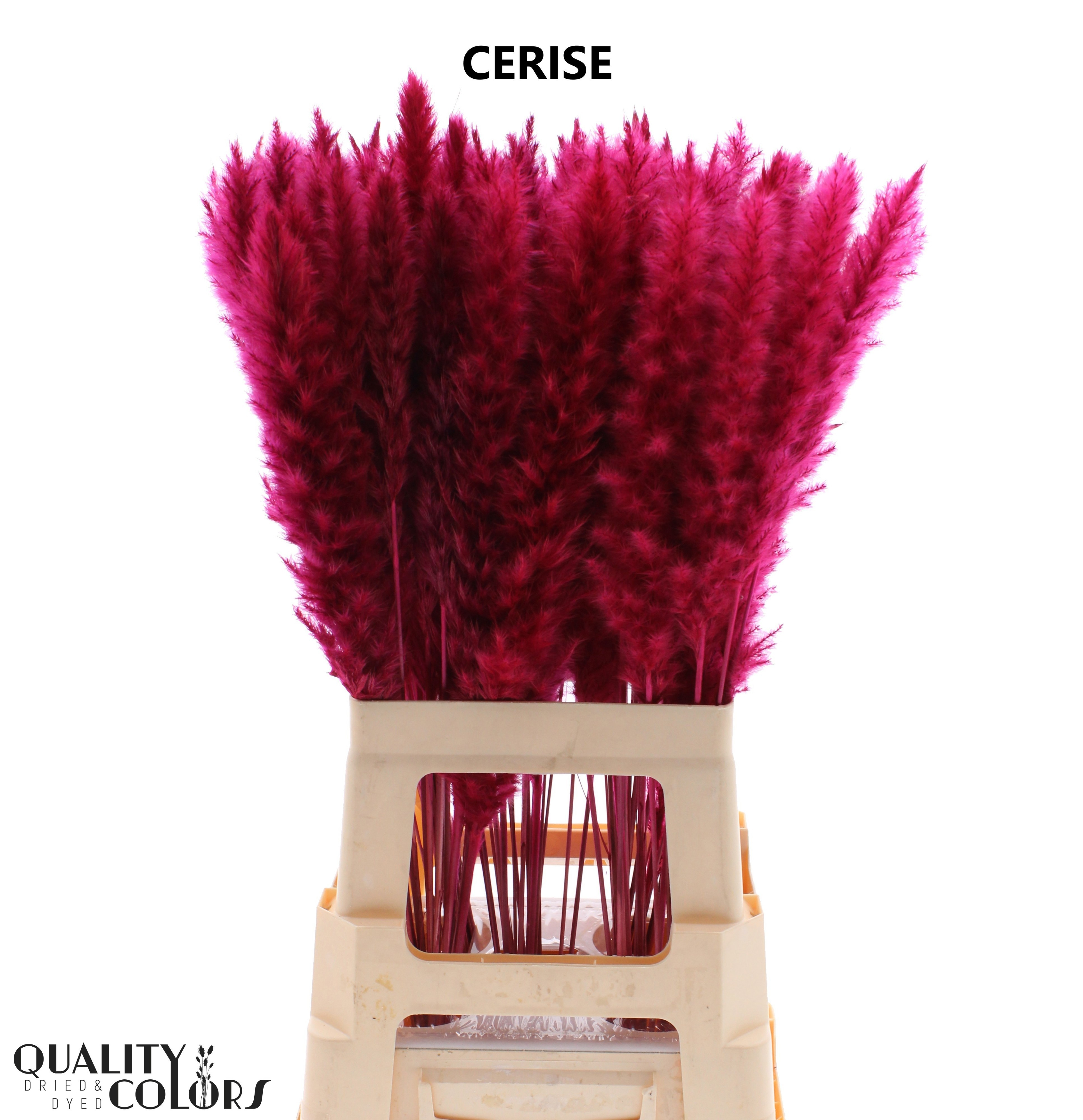Cortaderia Selloana Dried 70cm