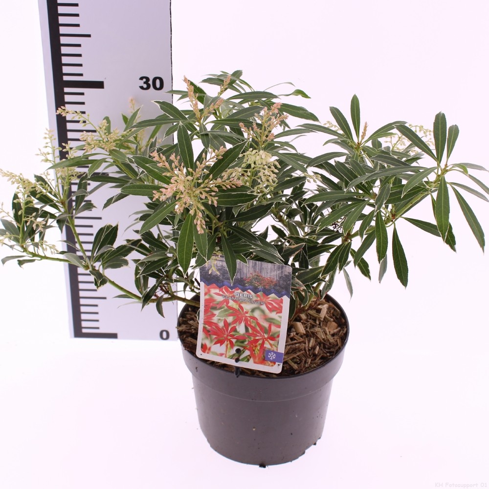 Picture of Pieris 'Flaming Silver'