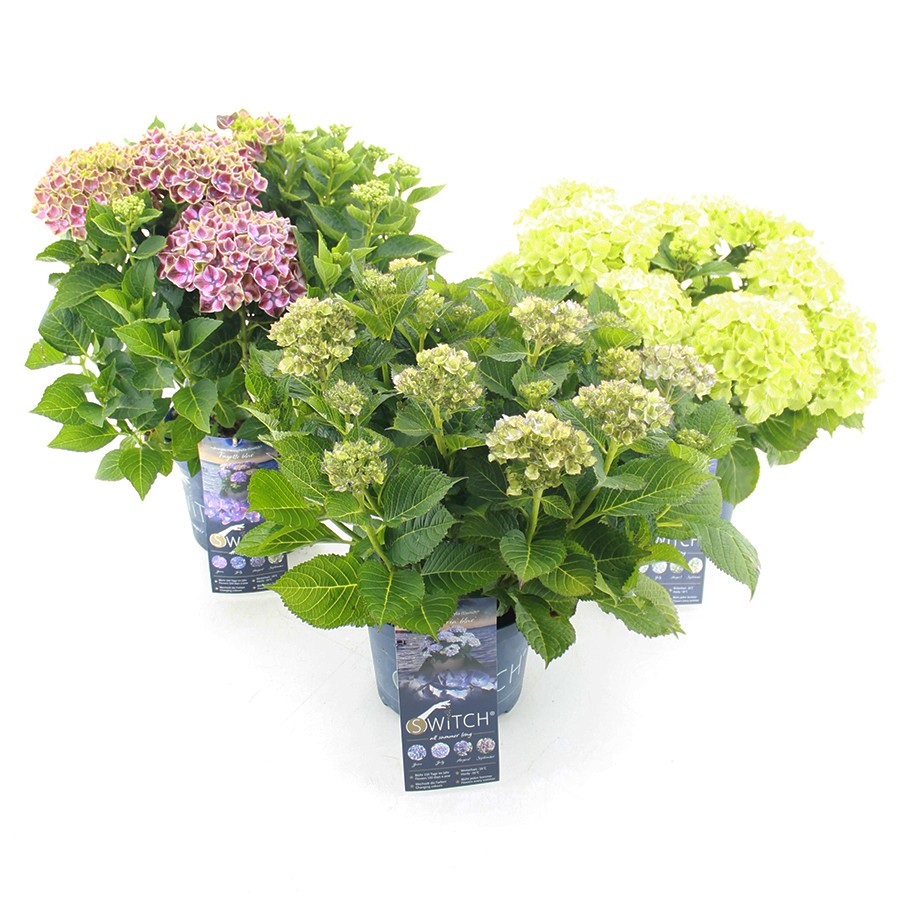 Picture of Hydrangea macr. Switch® in varieties