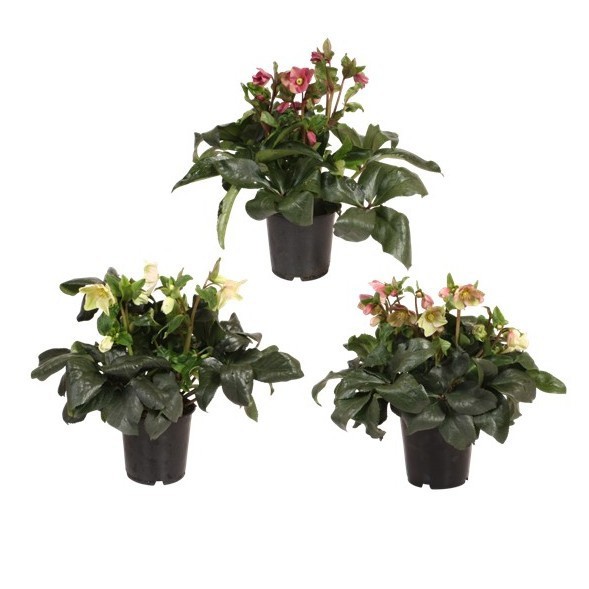 Helleborus HGC Helleborus Ice N Roses mix laag