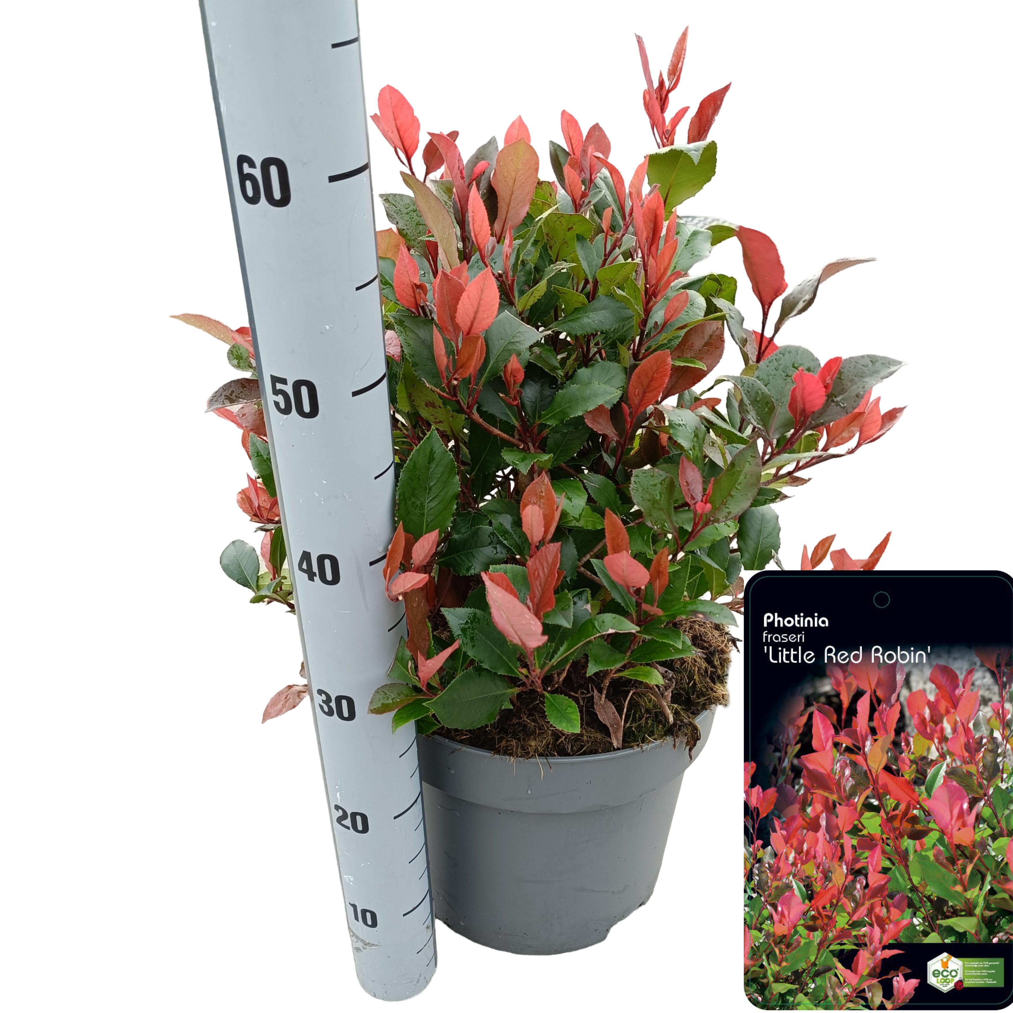 Picture of Photinia fraseri 'Little Red Robin' C10