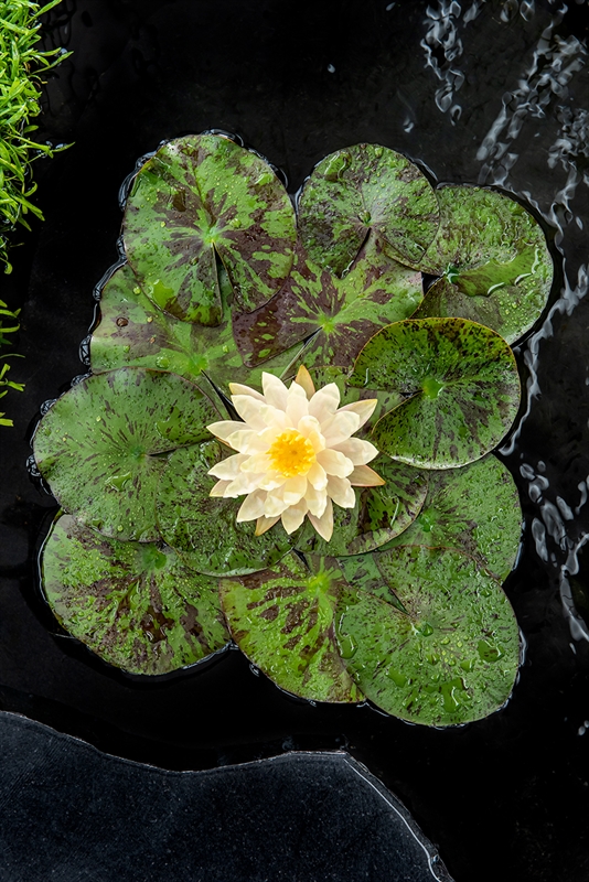 Picture of Nymphaea Texas Dawn P18 (2.5 Ltr)