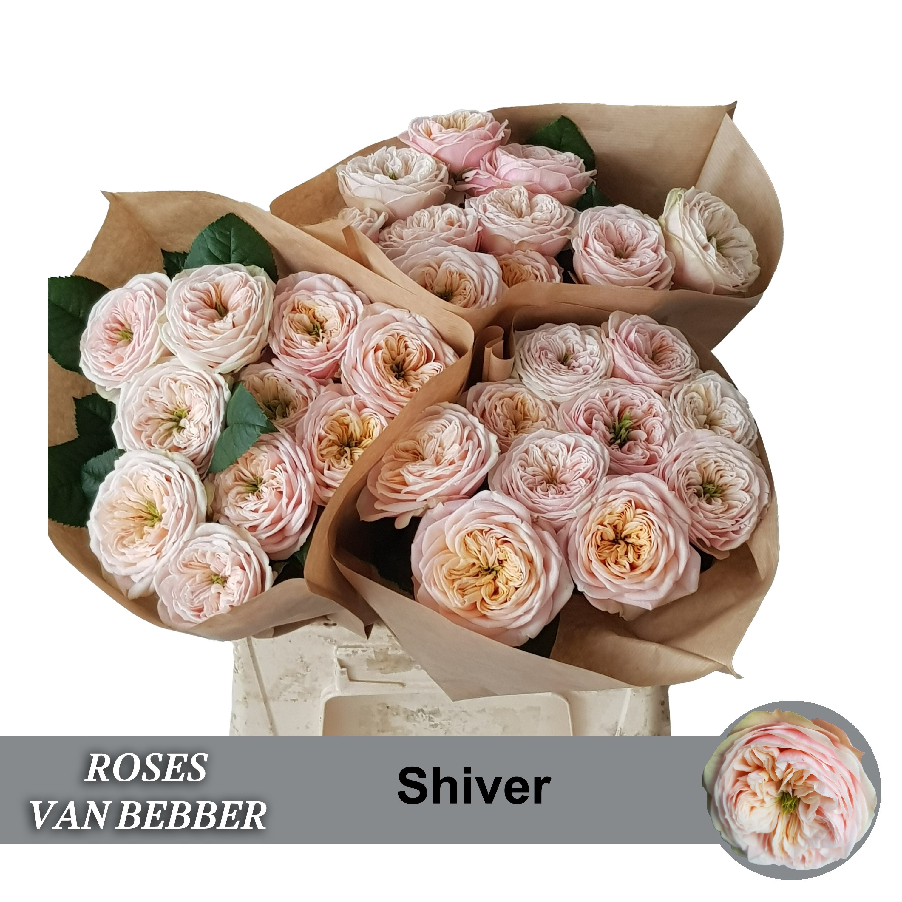 Rosa Garden Shiver! 40cm