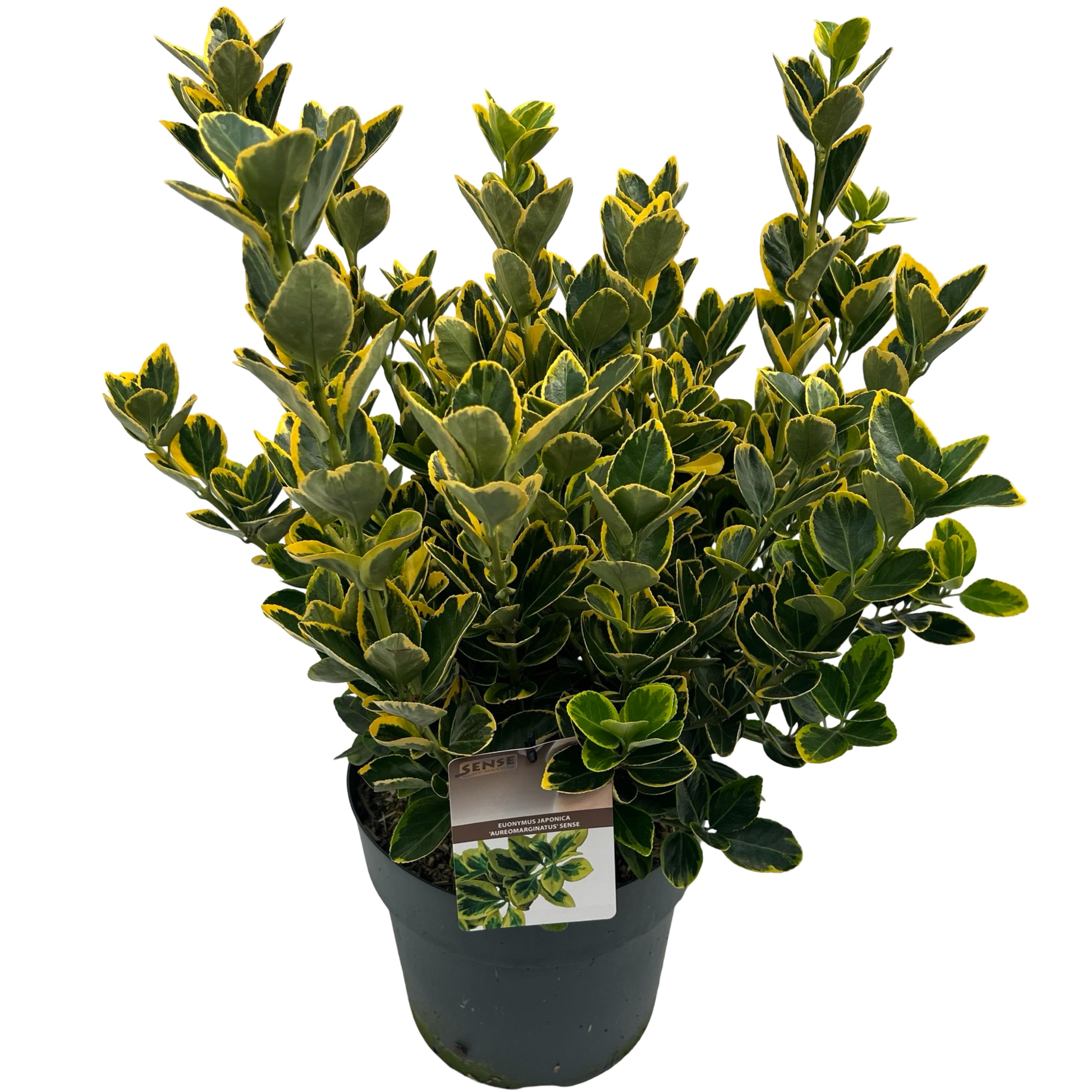 Picture of Euonymus jap. 'Aureomarginatus' sense