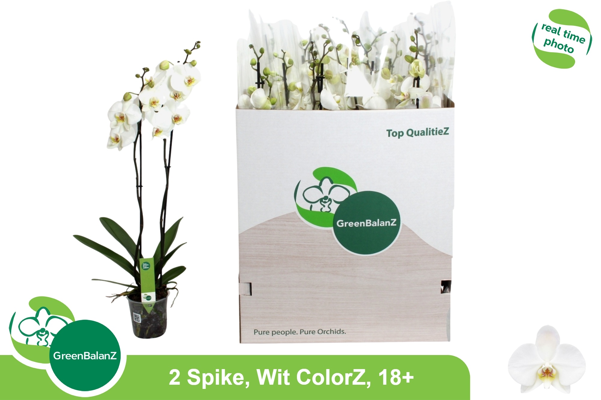 Phalaenopsis White 2 Stem 12Ø 75cm