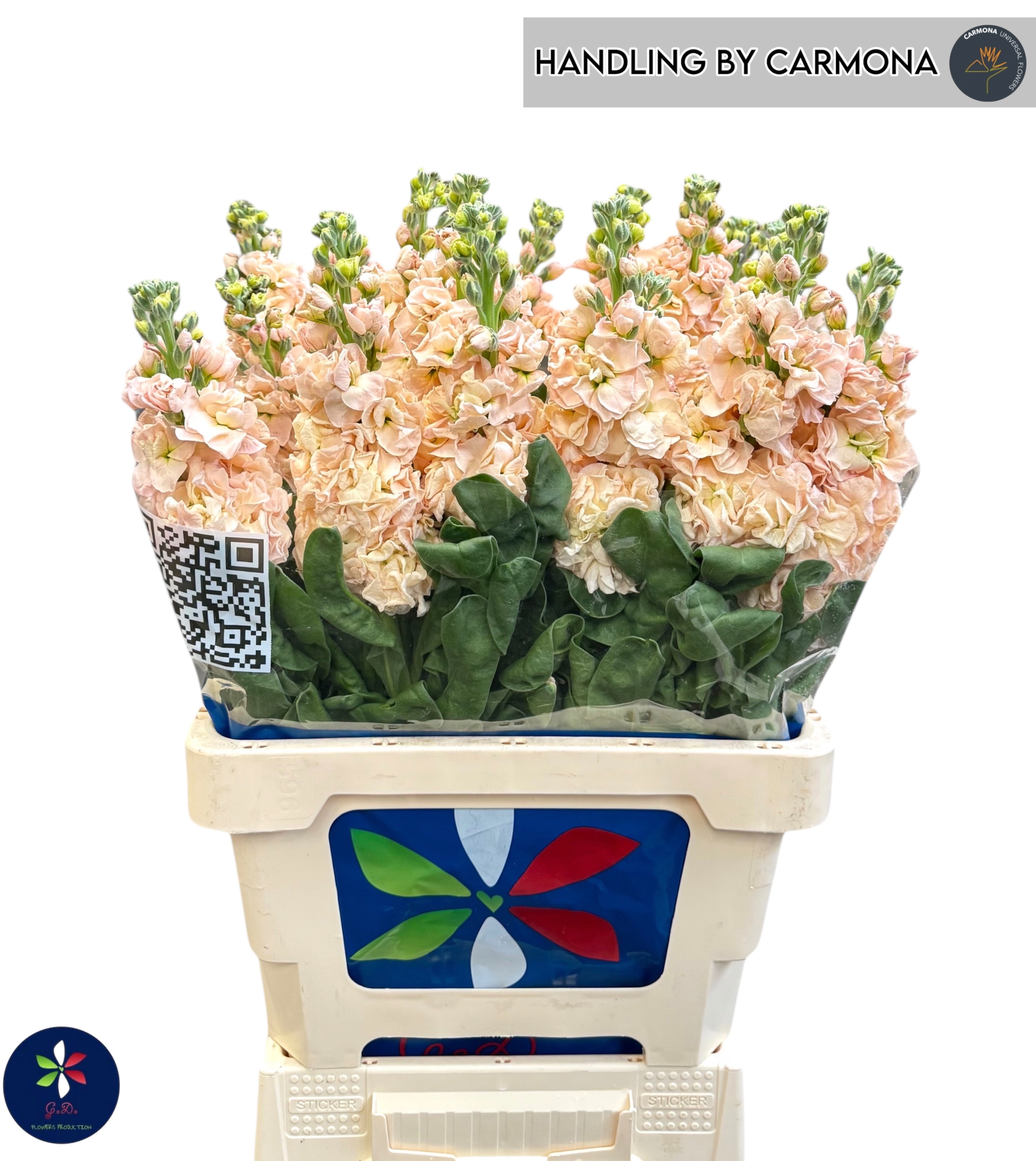 Matthiola Iron Apricot 60cm