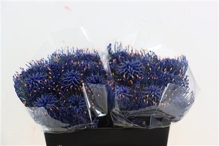 Leucospermum Naomi Painted 40cm