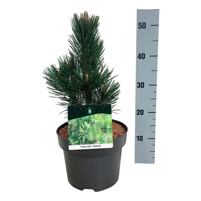 Picture of Pinus held. 'Malinki'