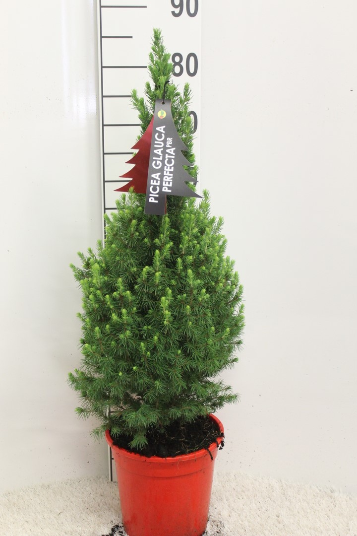 Picture of Picea glauca Perfecta P21 (4 Ltr) 80CM-INC-POT/POTGROWN/RED