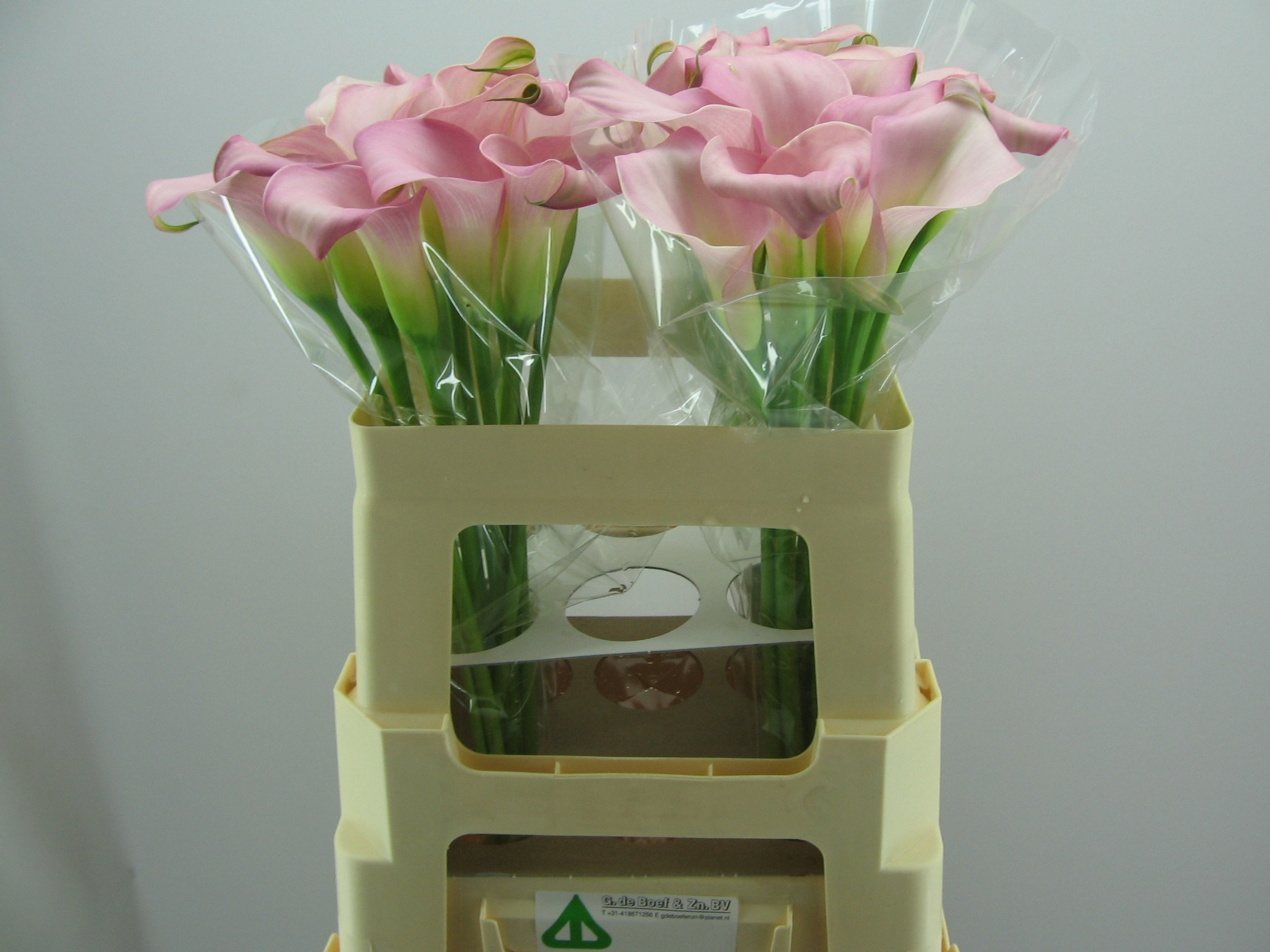 Calla Samur 55cm
