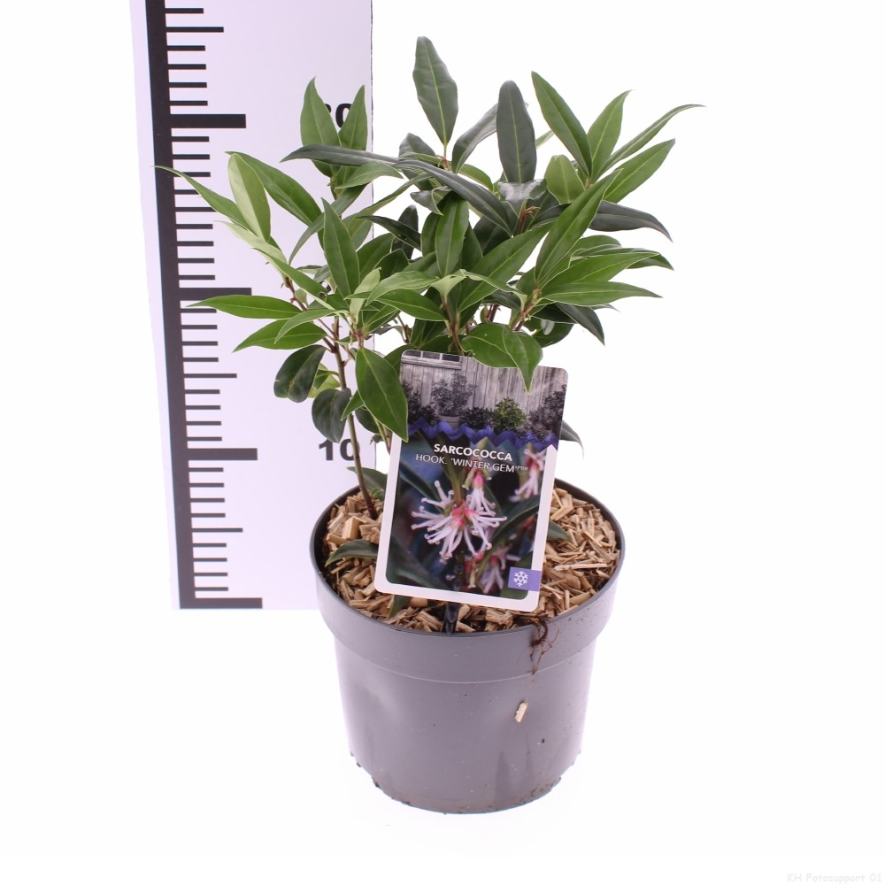 Picture of Sarcococca Winter Gem