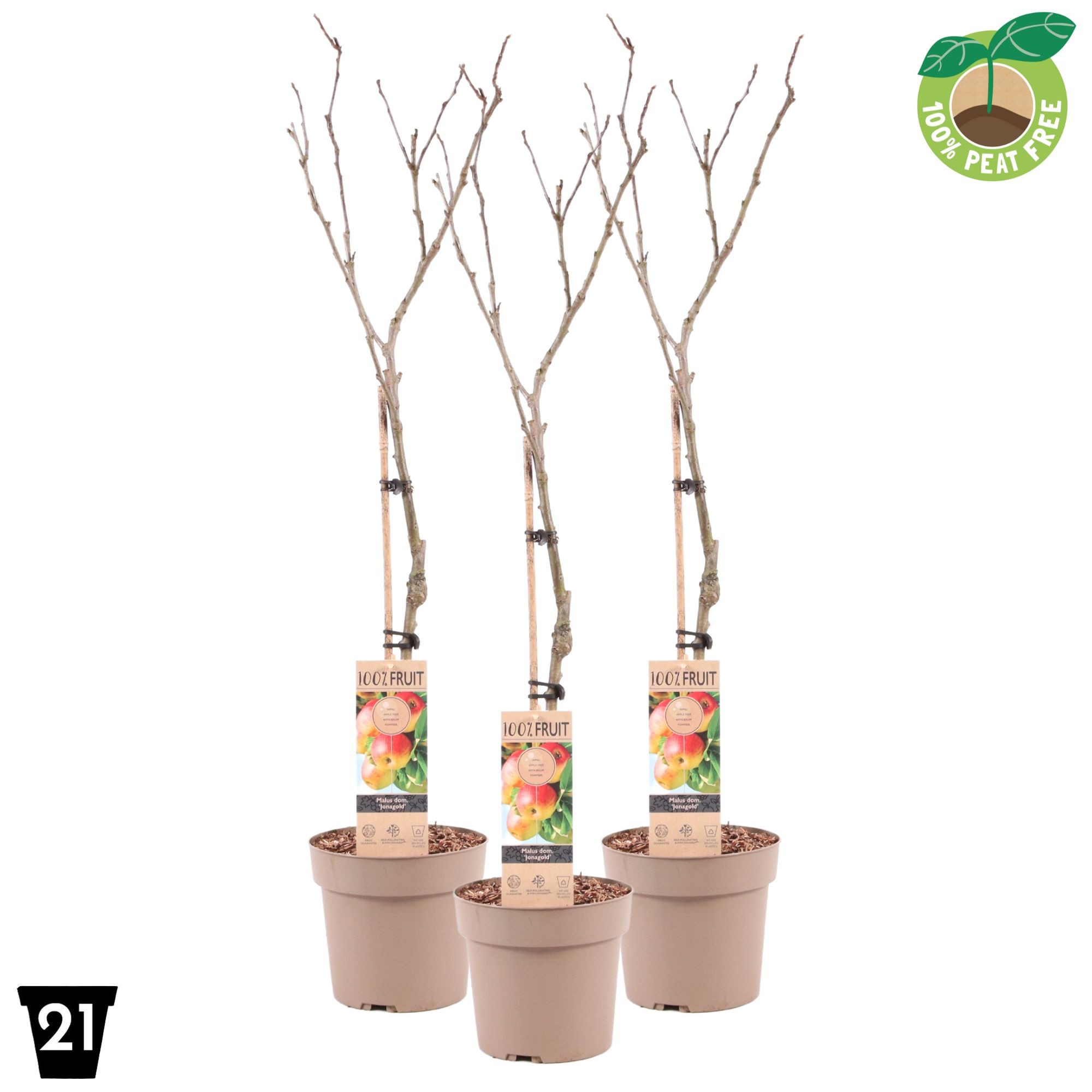 Picture of Malus domestica Jonagold P21 (4 Ltr) Patio-Trees (LOOSE)