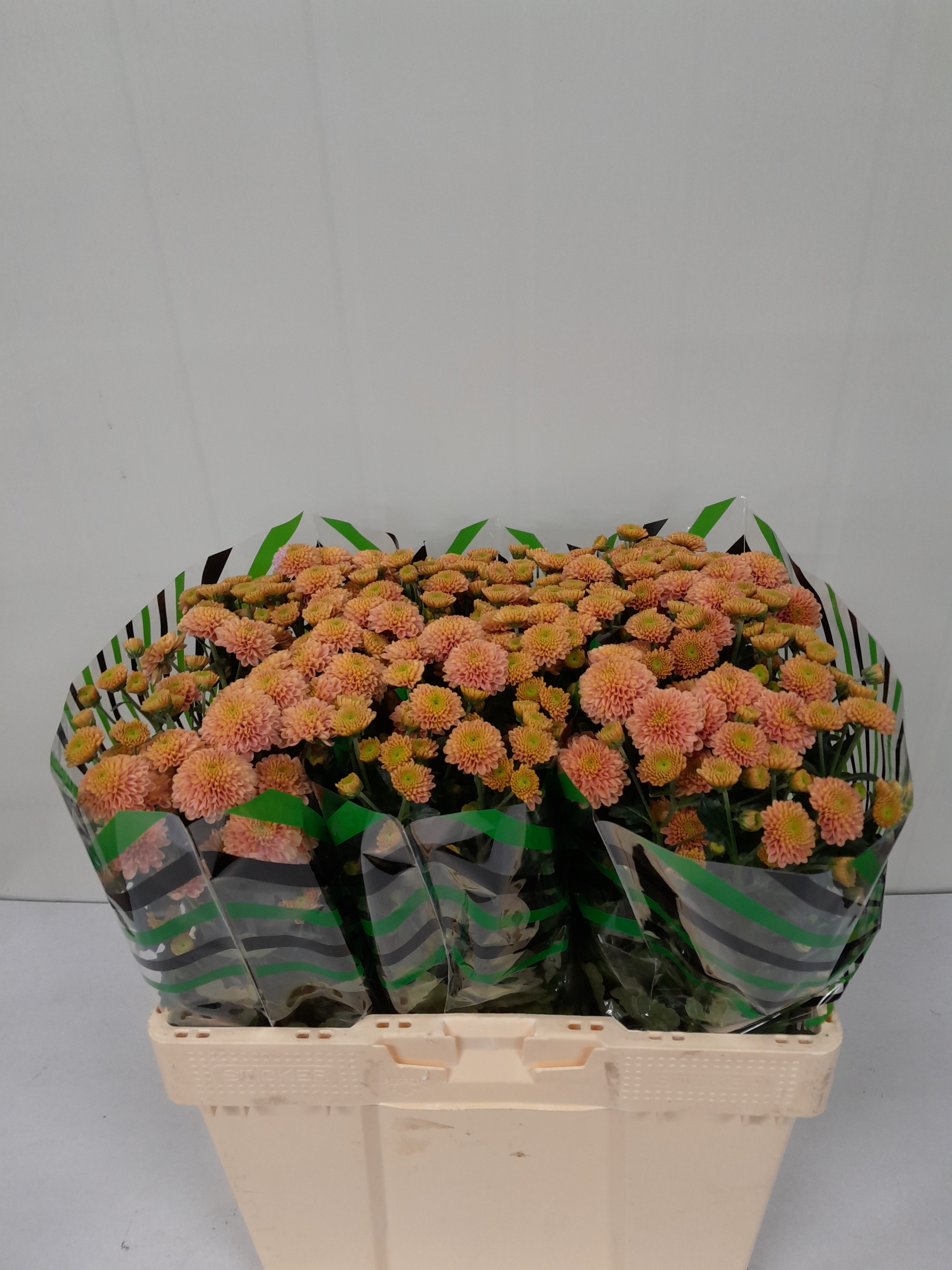 Chrys Santini Ellison Salmon 55cm 750Ø